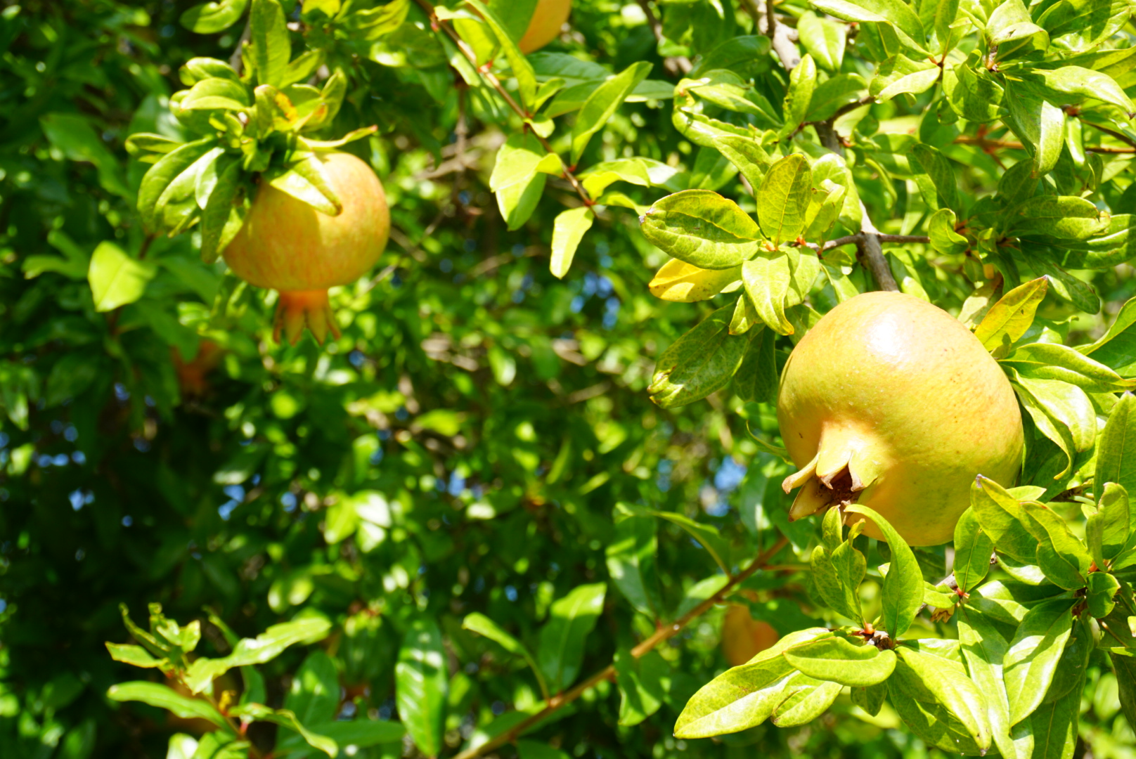 Pomegranate