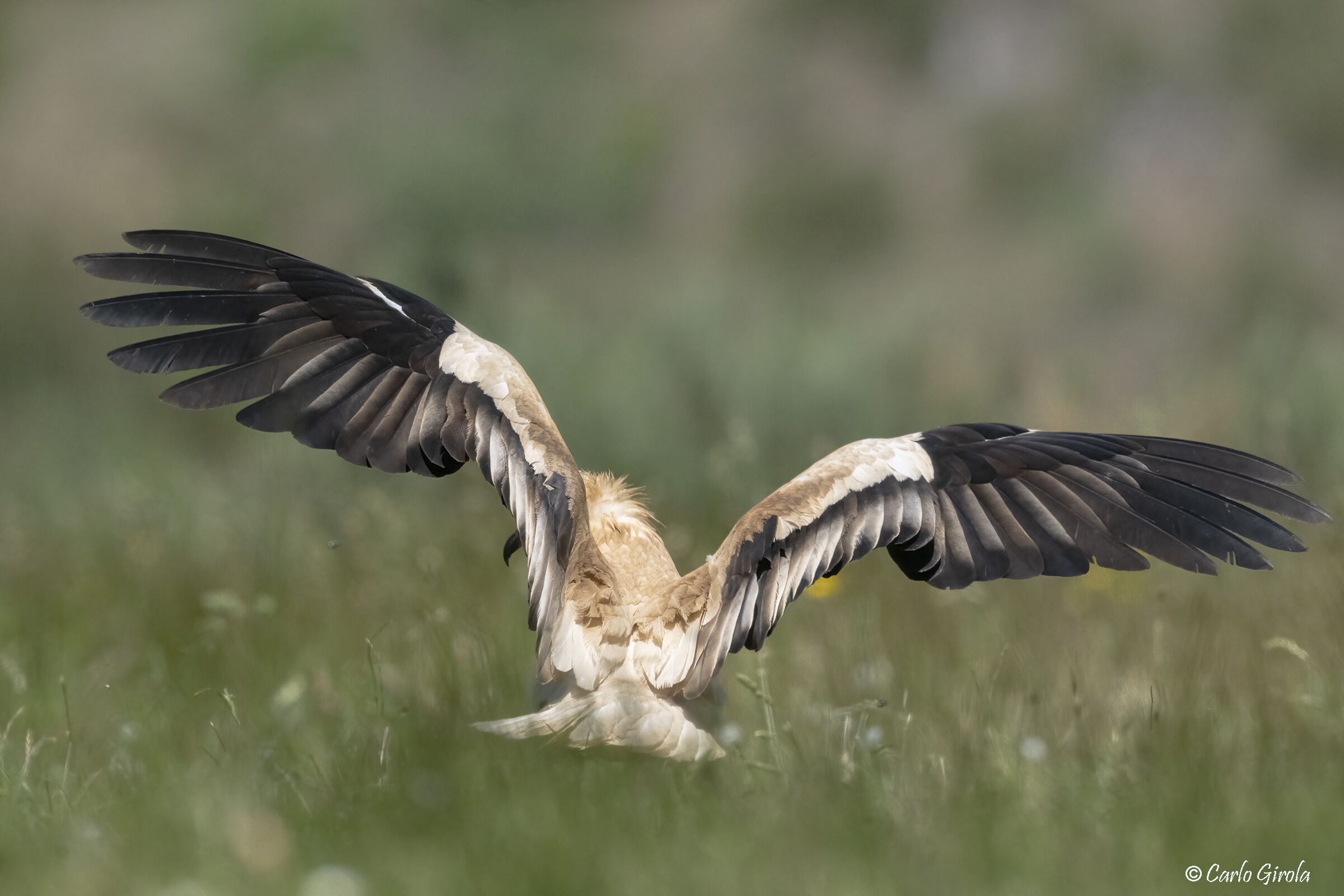 Egyptian vulture's wings (Neophron percnopterus)