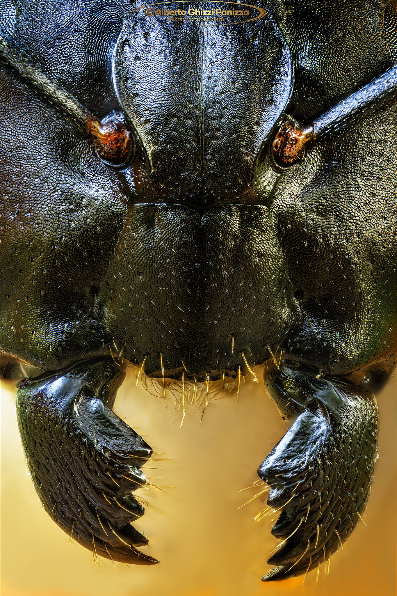 Questa formica è un tantino arrabbiata?