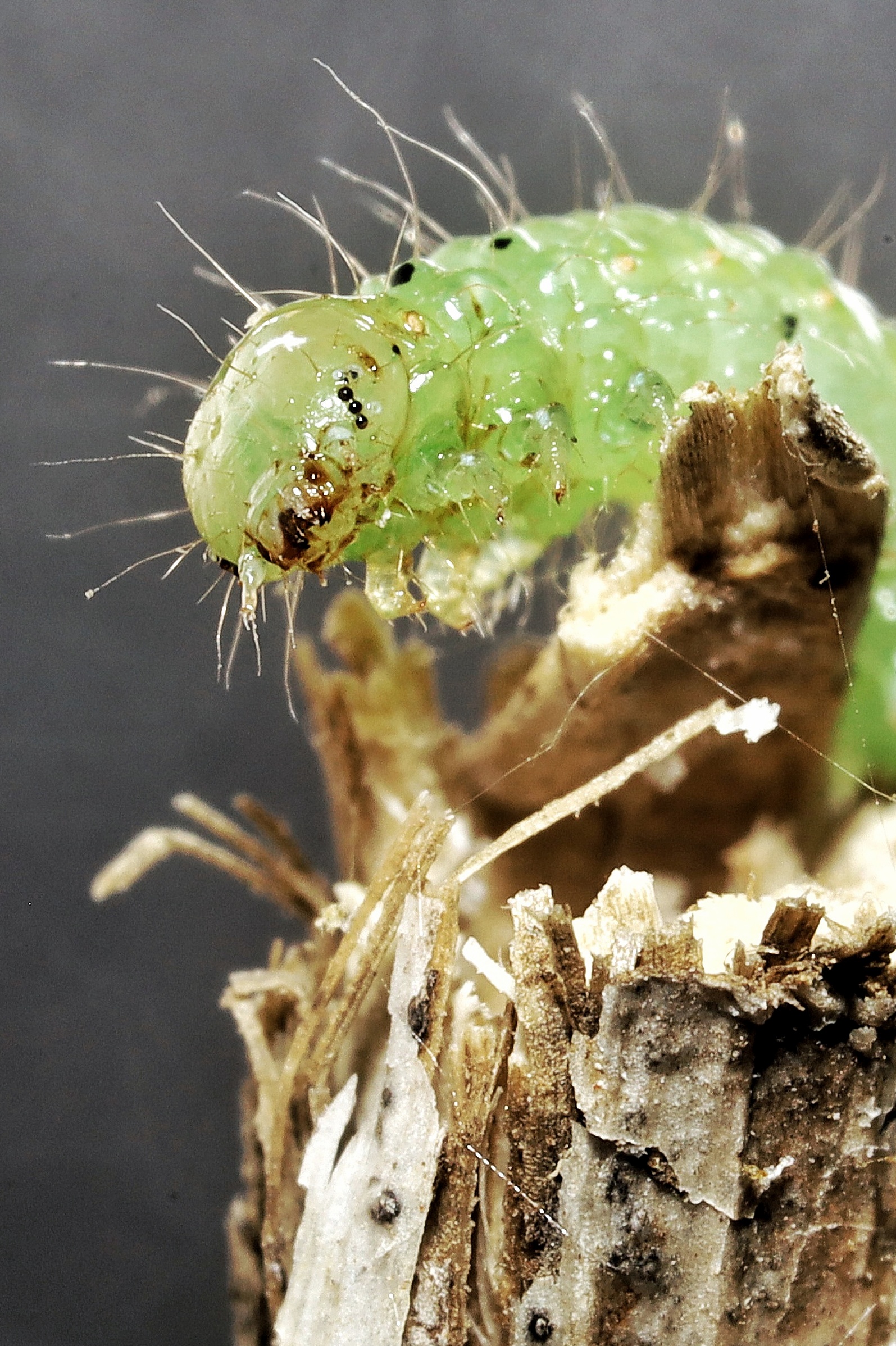 Palpita unionalis _ larva