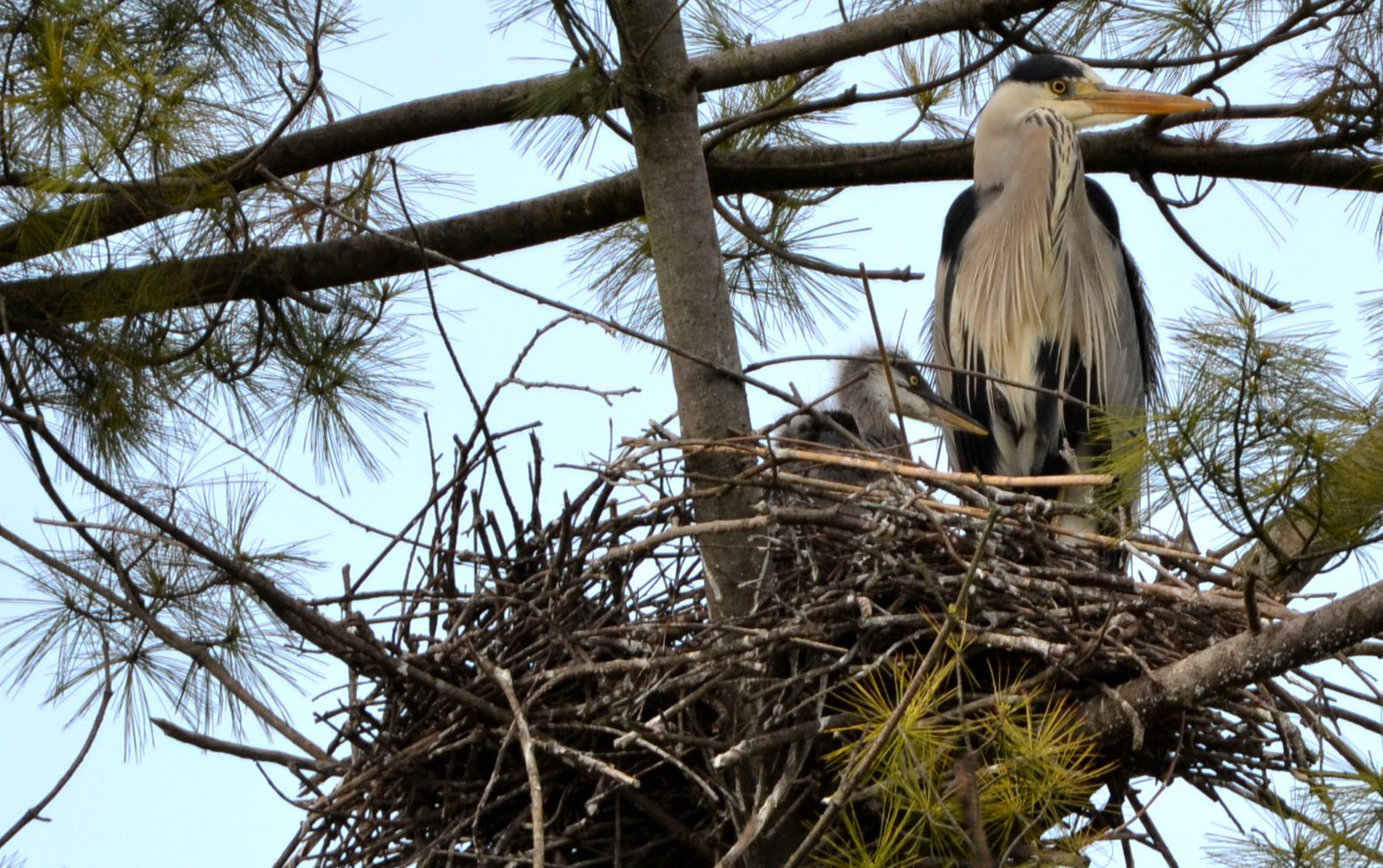 the small and the great heron