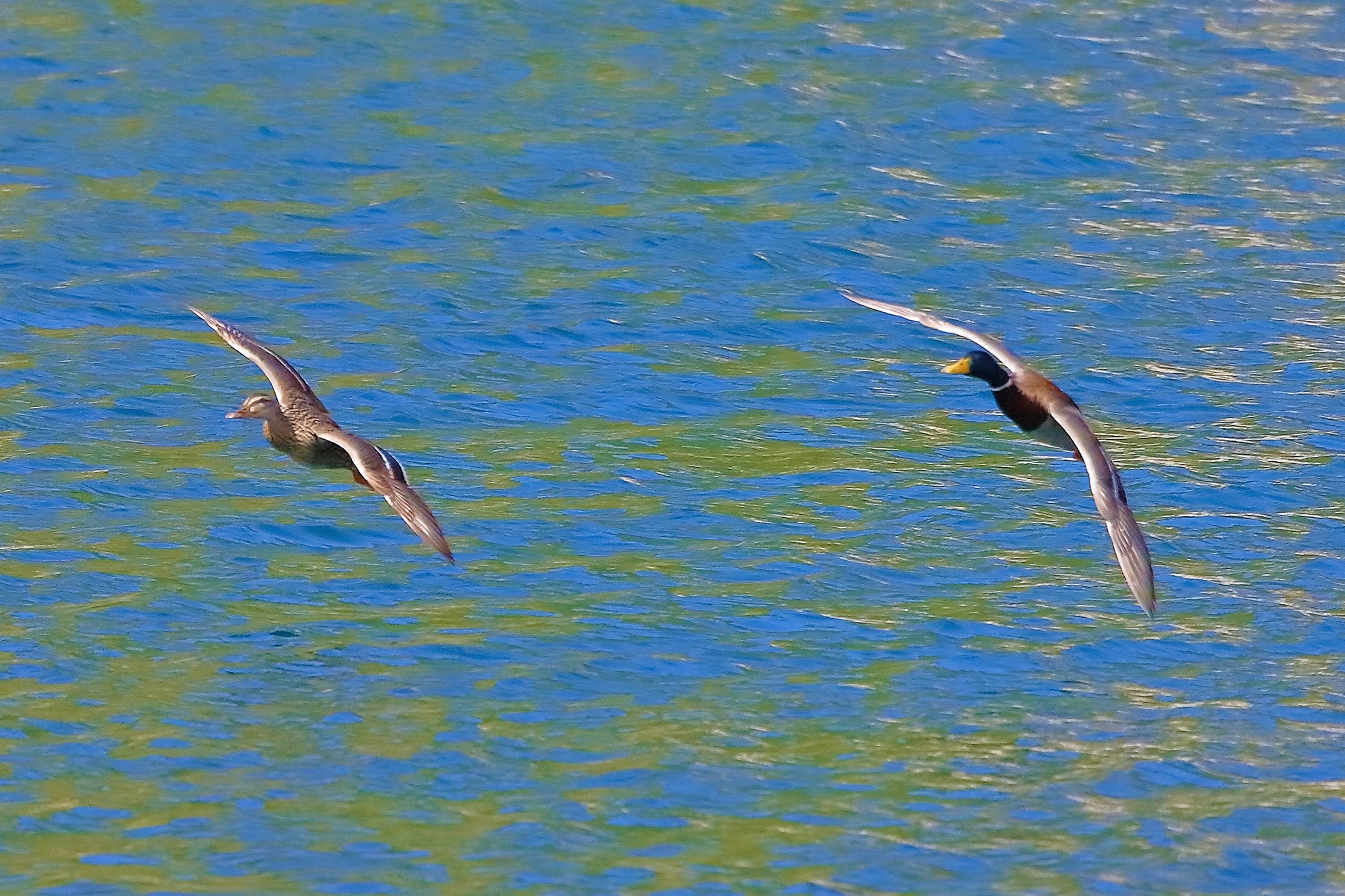 Germani 18 aprile 2023