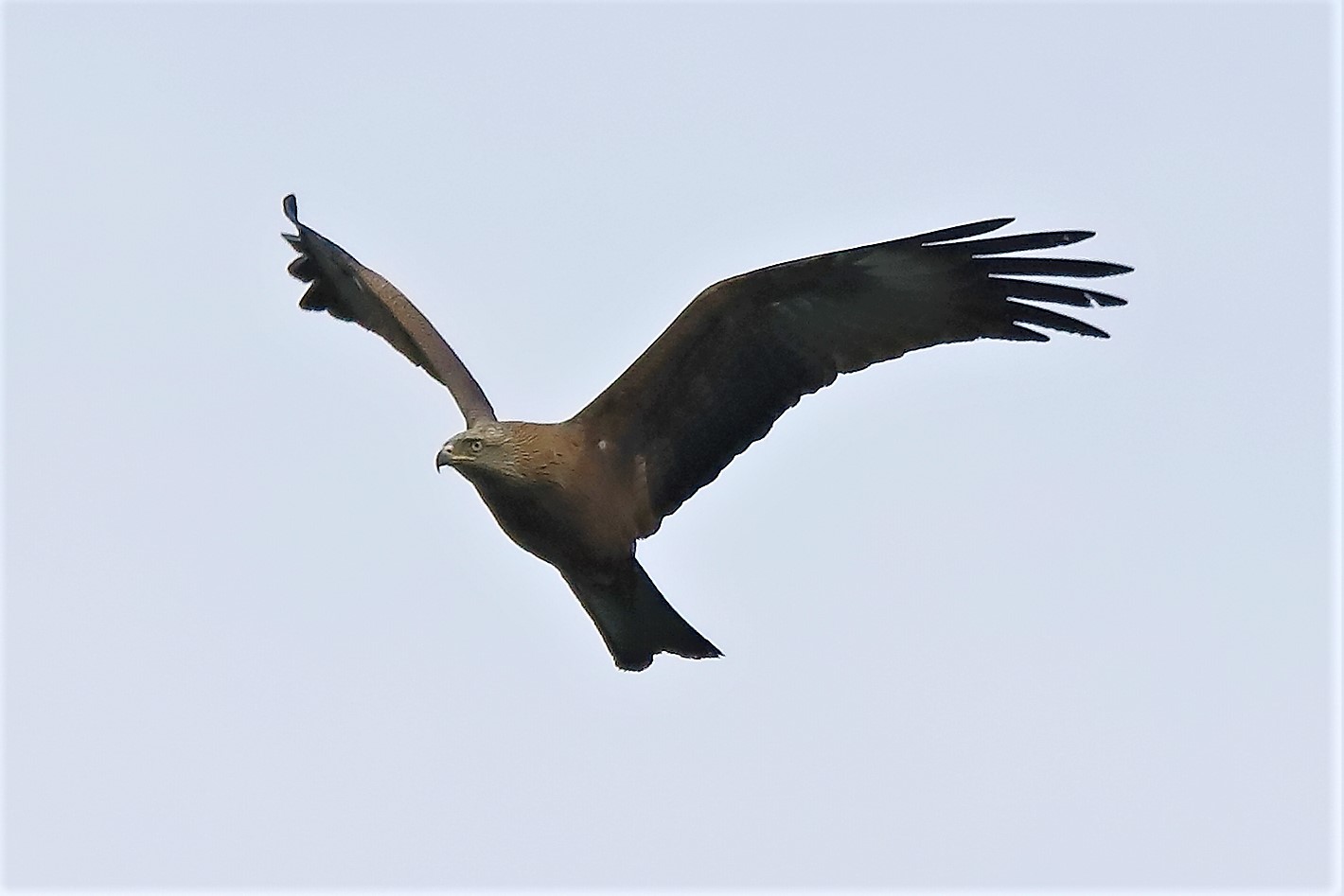 Nibbio bruno 06-04-2023