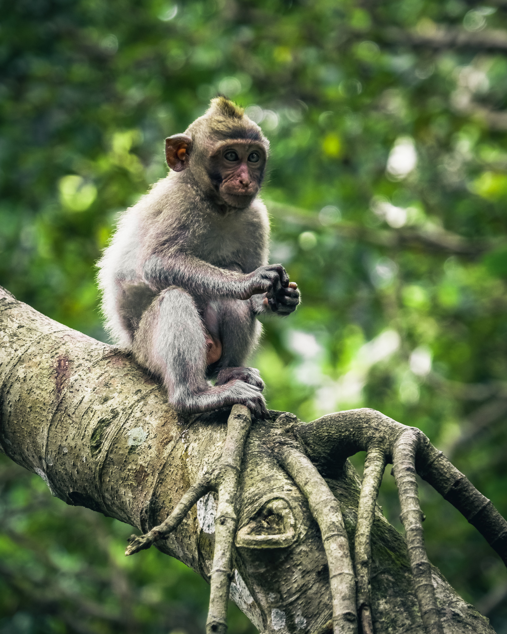 Ubud forest monkey
