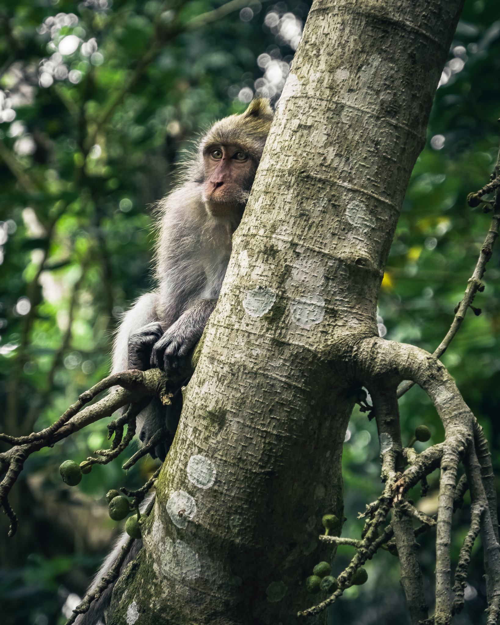 Ubud forest monkey