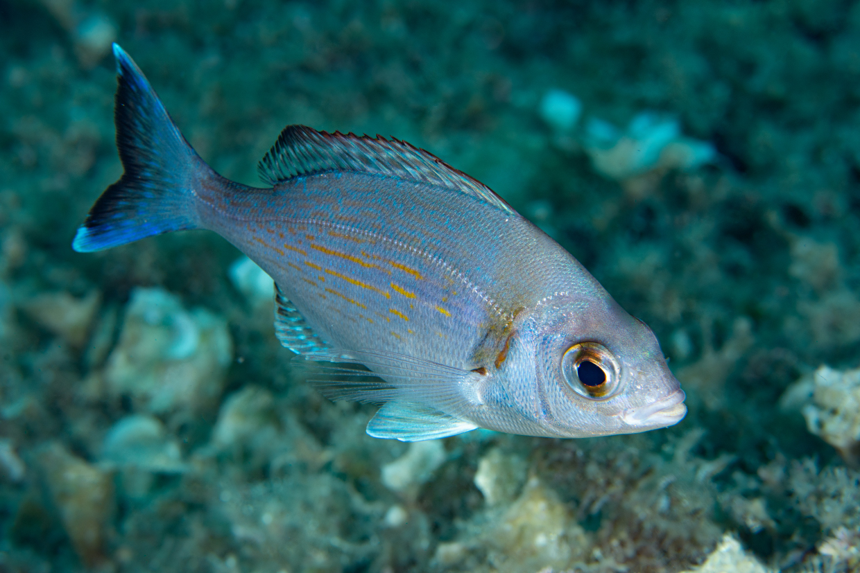 Tanuta