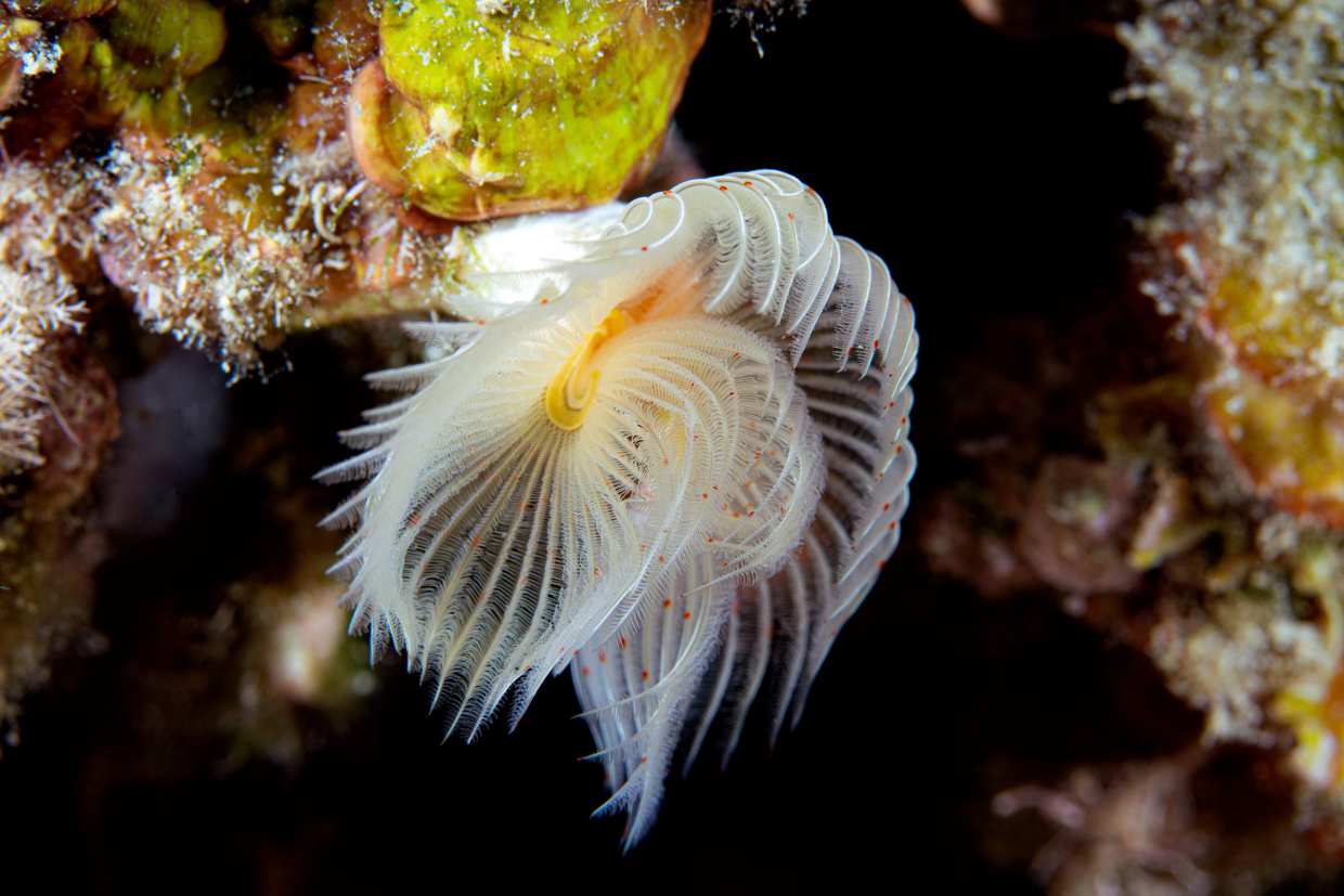 Protula