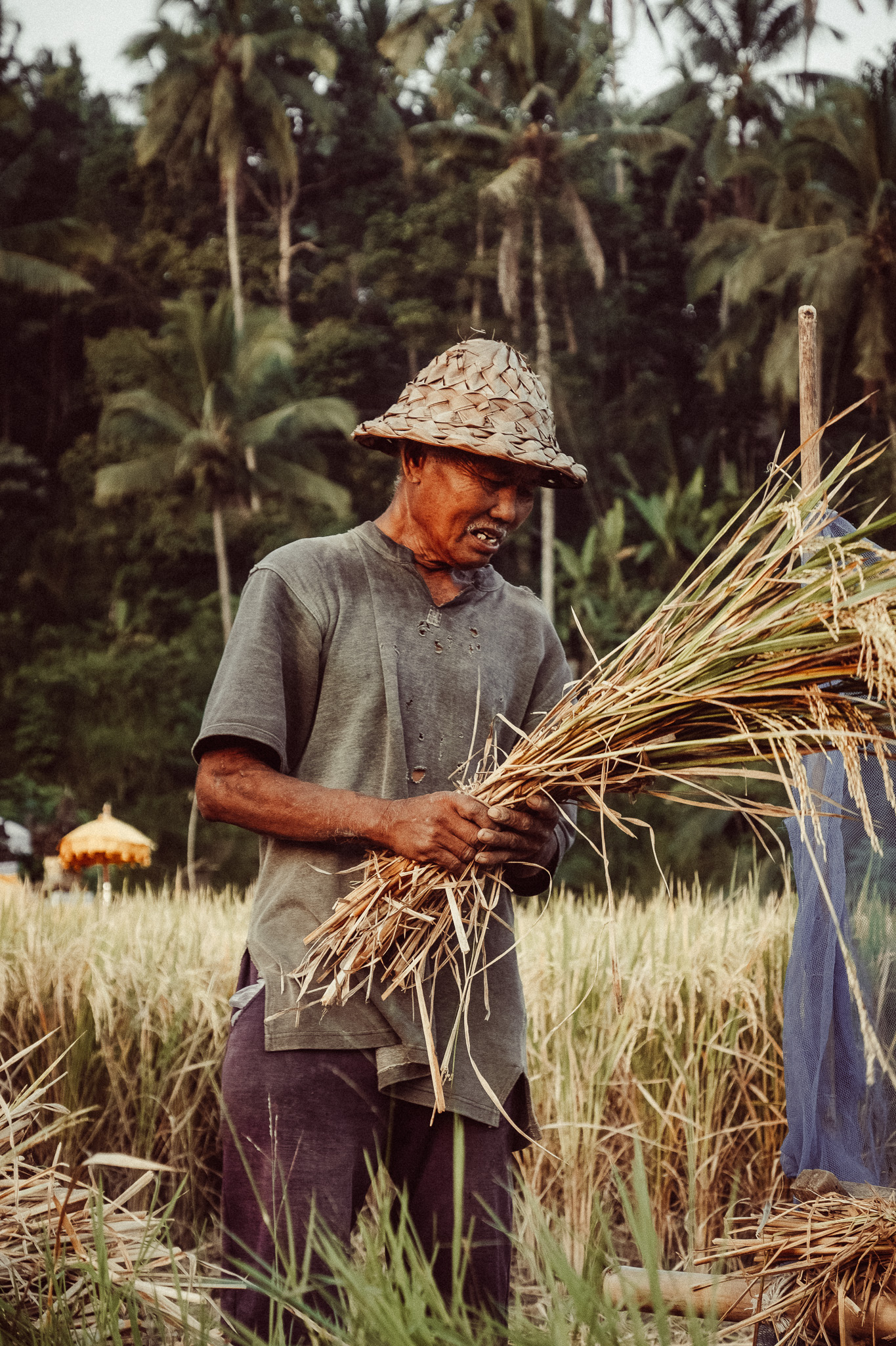 Rice harvesting