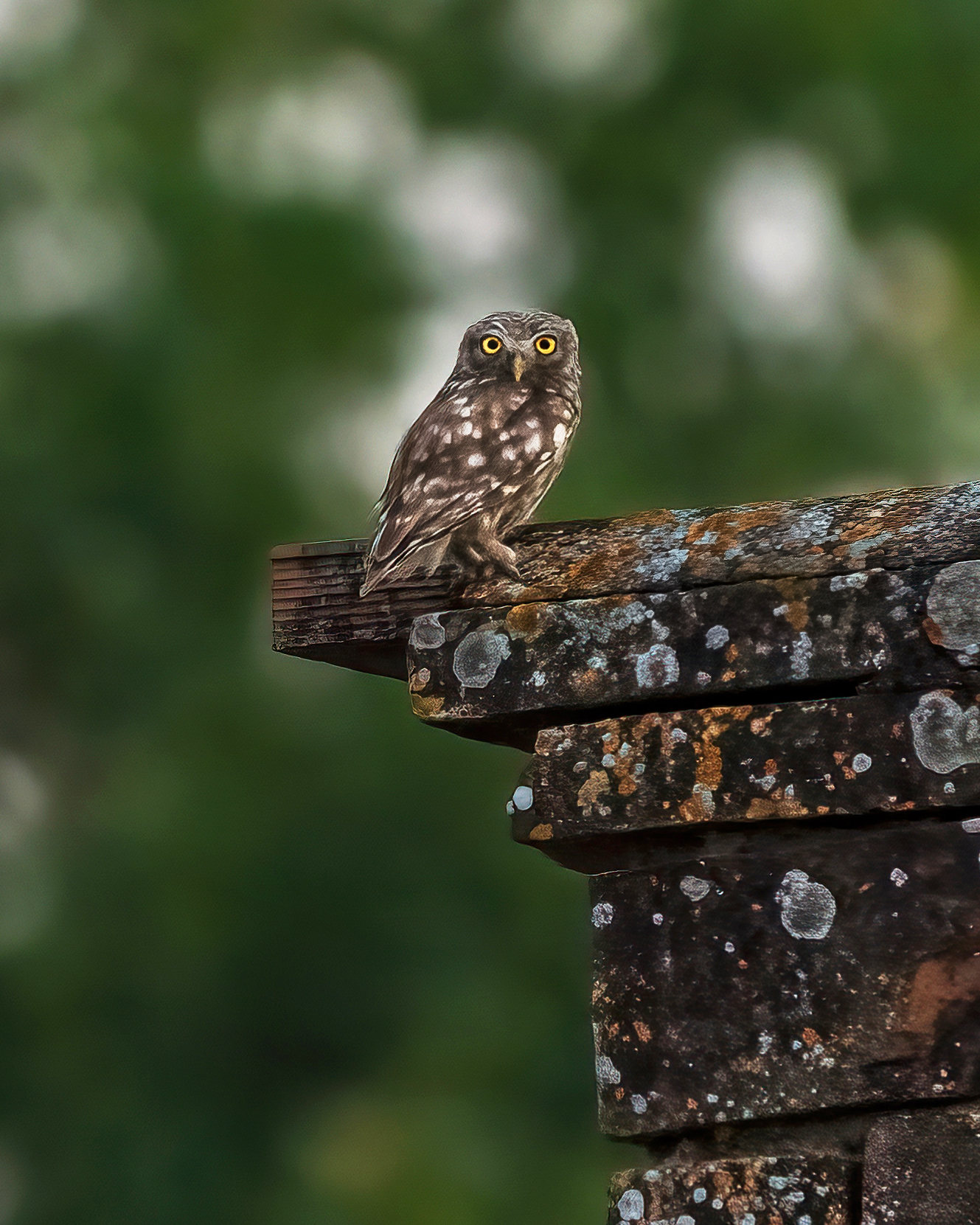 Little Owl