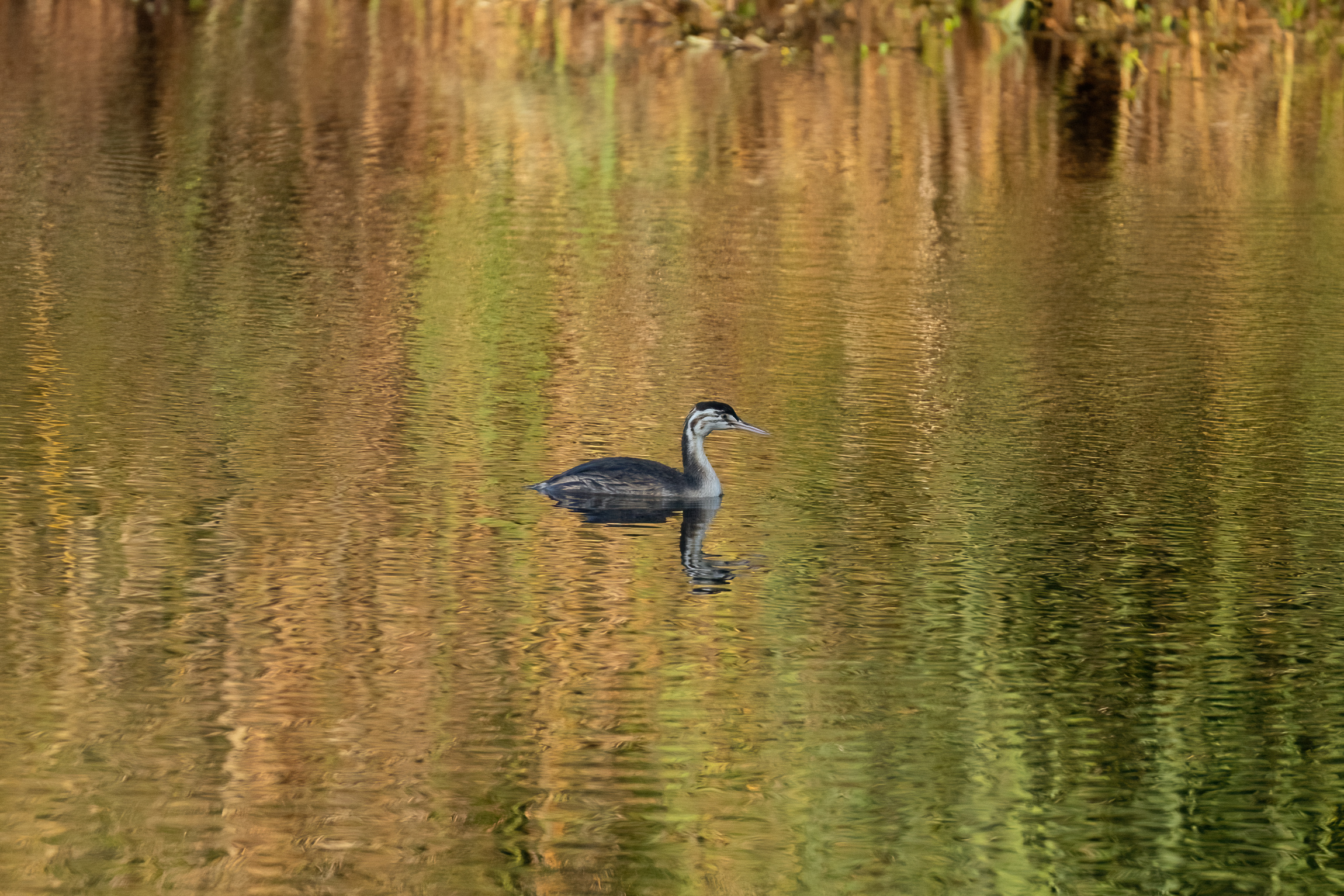 Young Grebe . The Golden Lake