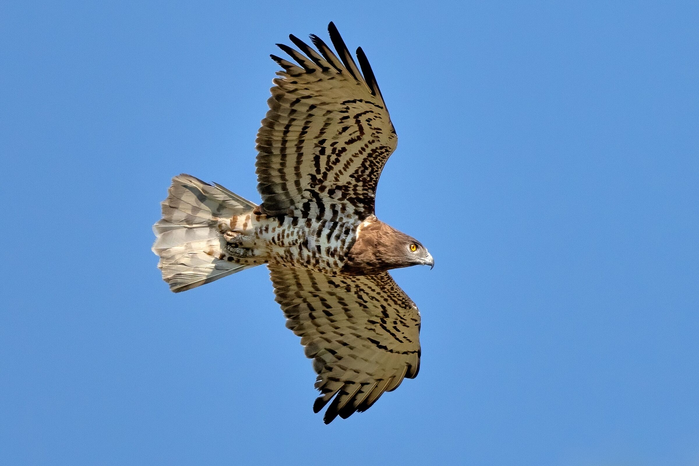 Short-toed eagle or Snake eagle (Circaetus gallicus)