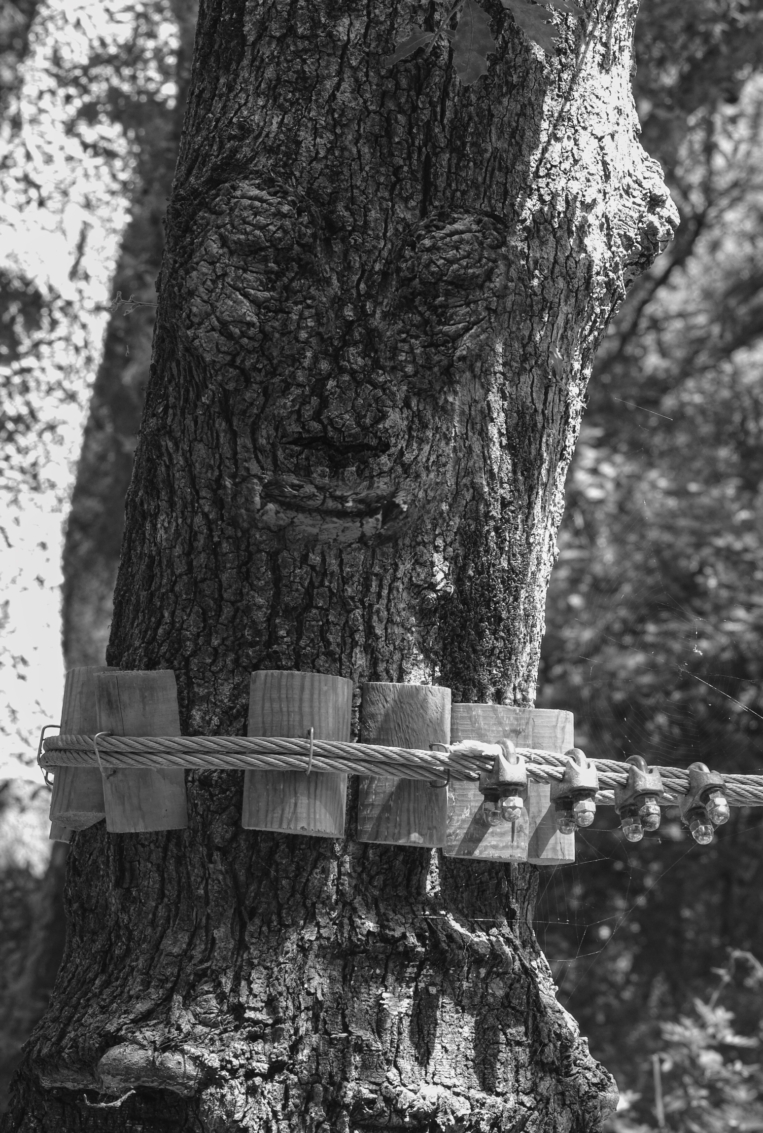 C'è vita tra gli alberi...