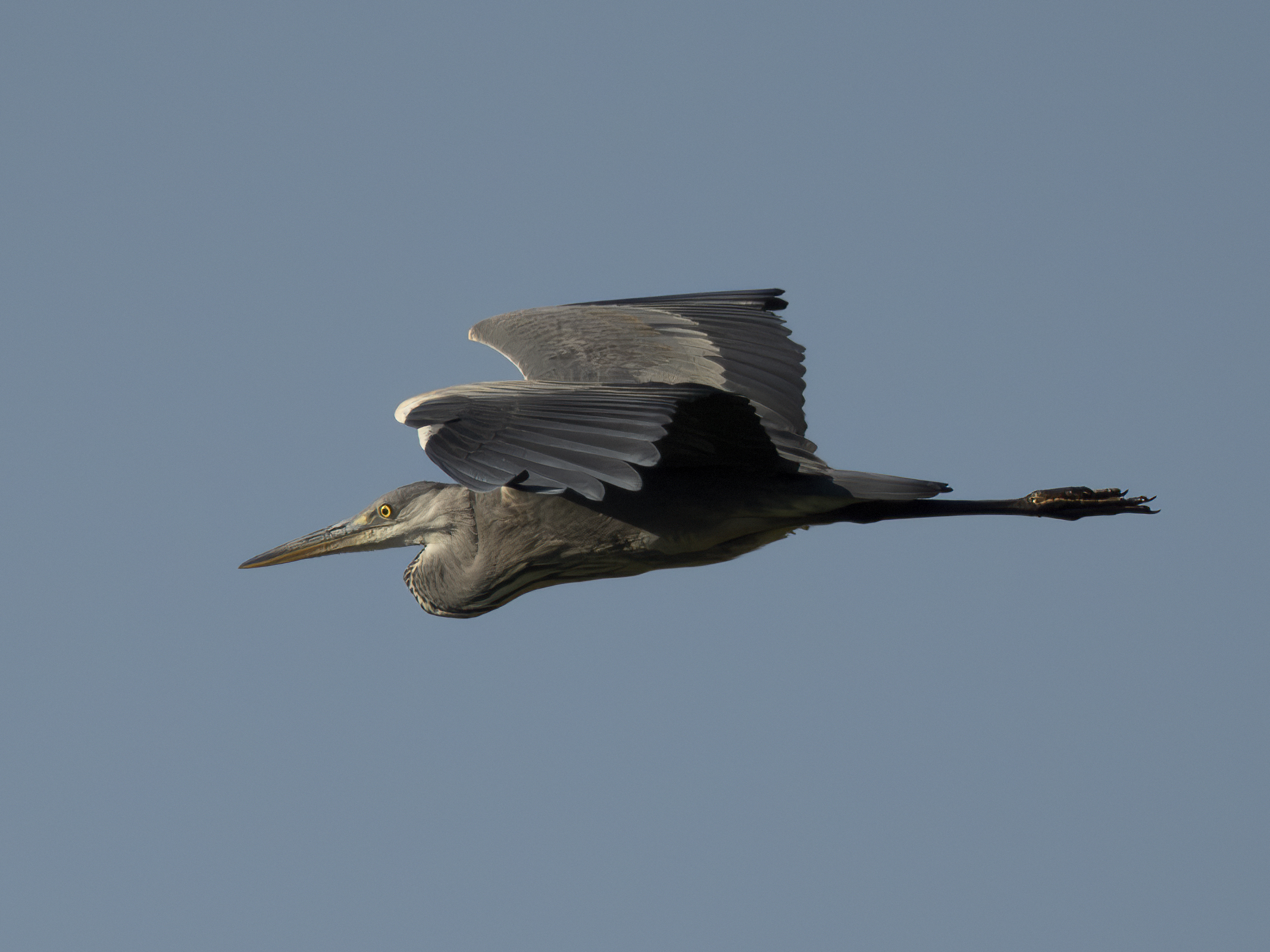 Grey heron
