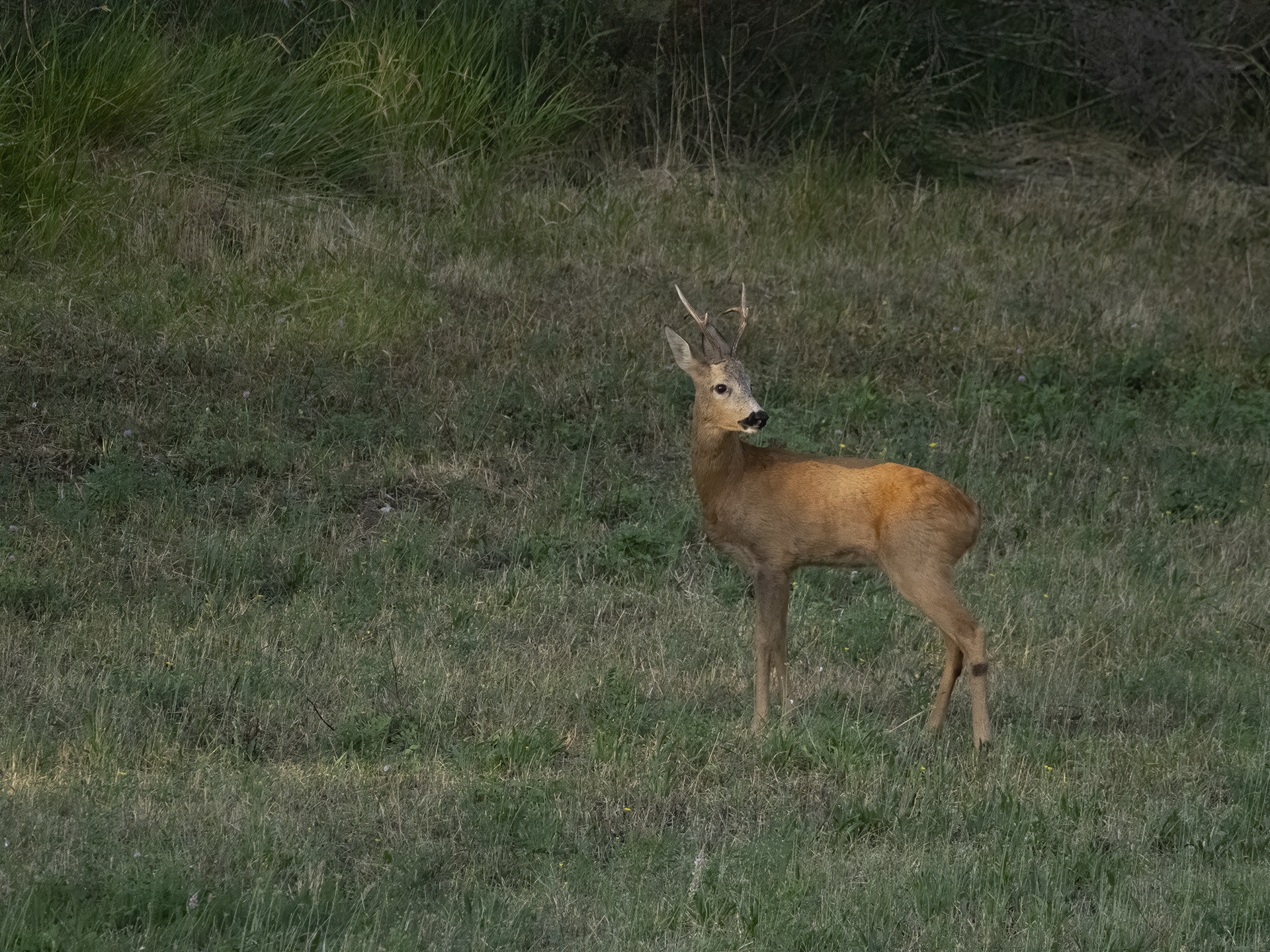 Roebuck