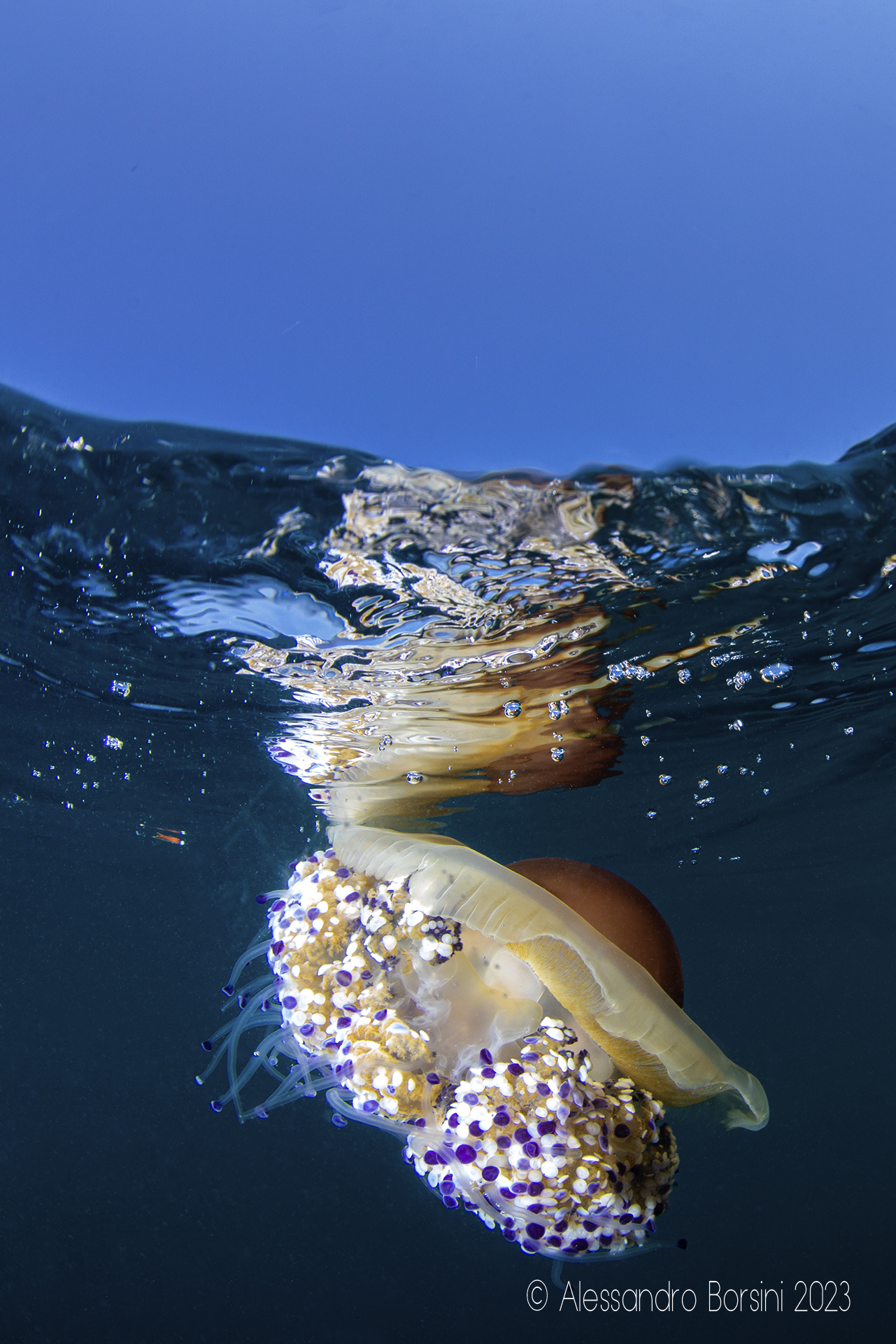 Cotylorhiza tubercolata (Cassiopea) a "specchio"