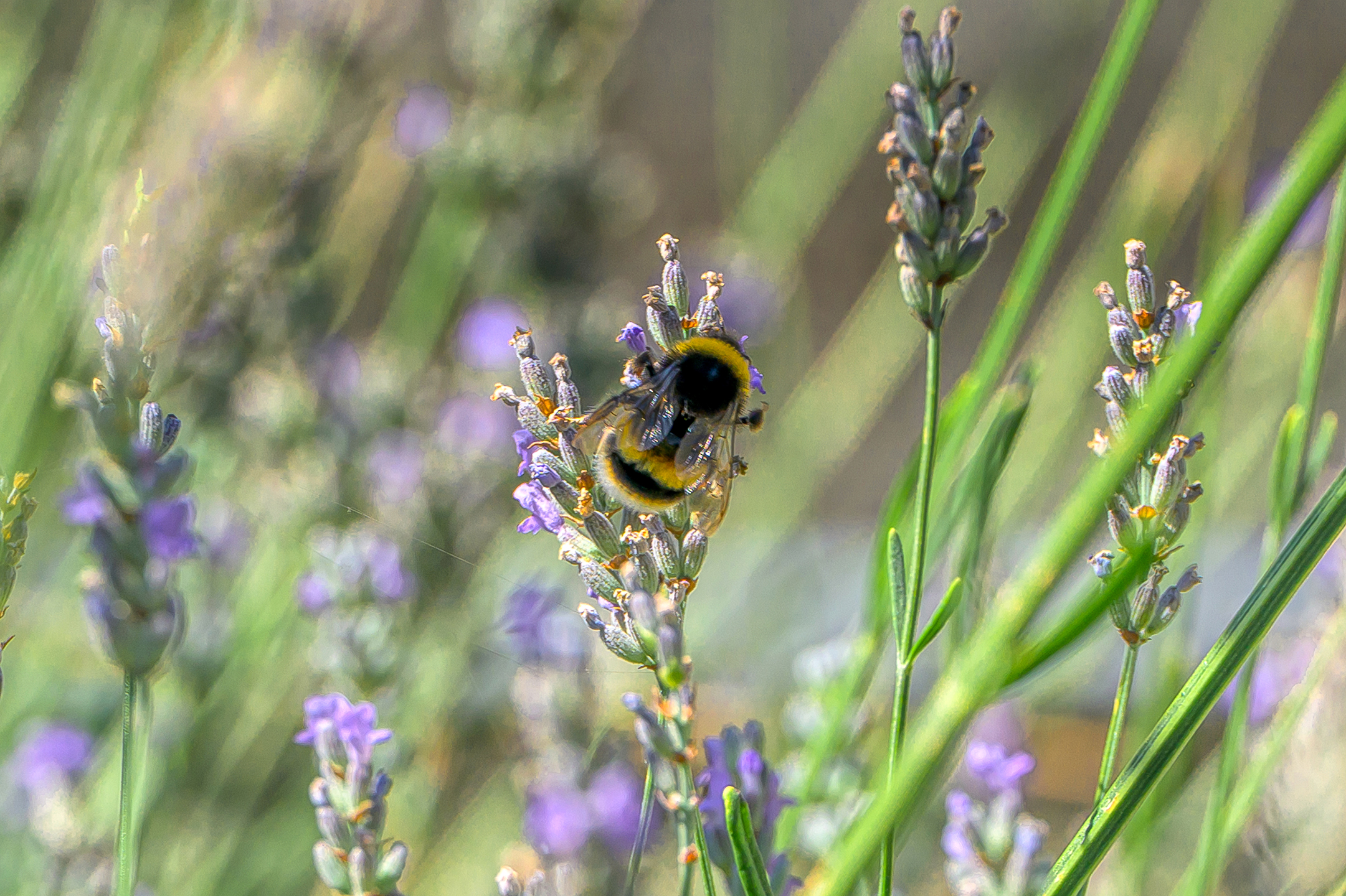 Bumblebee on lavender flowers
