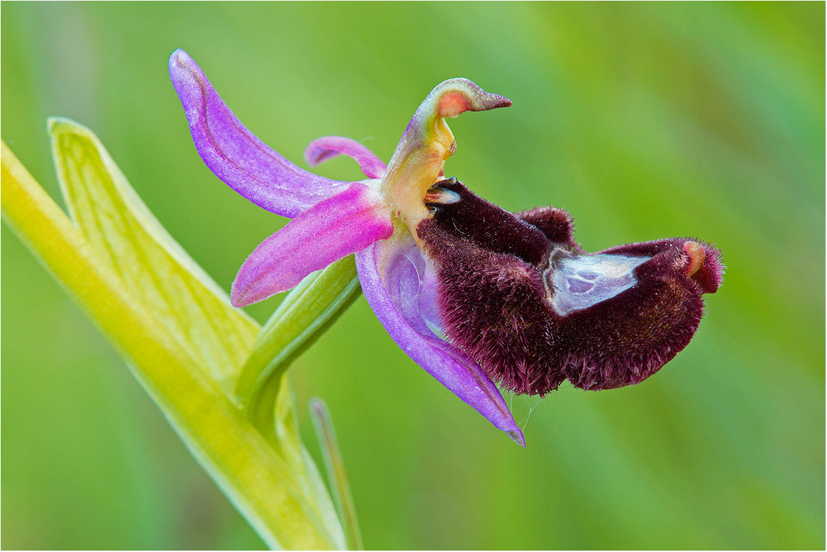 Ritratto di Ophrys benacensis