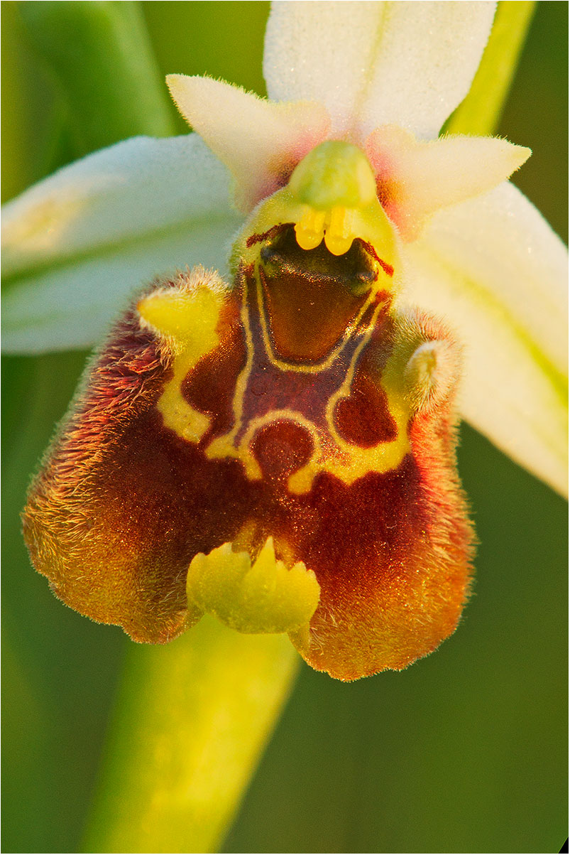 Ophrys holoserica