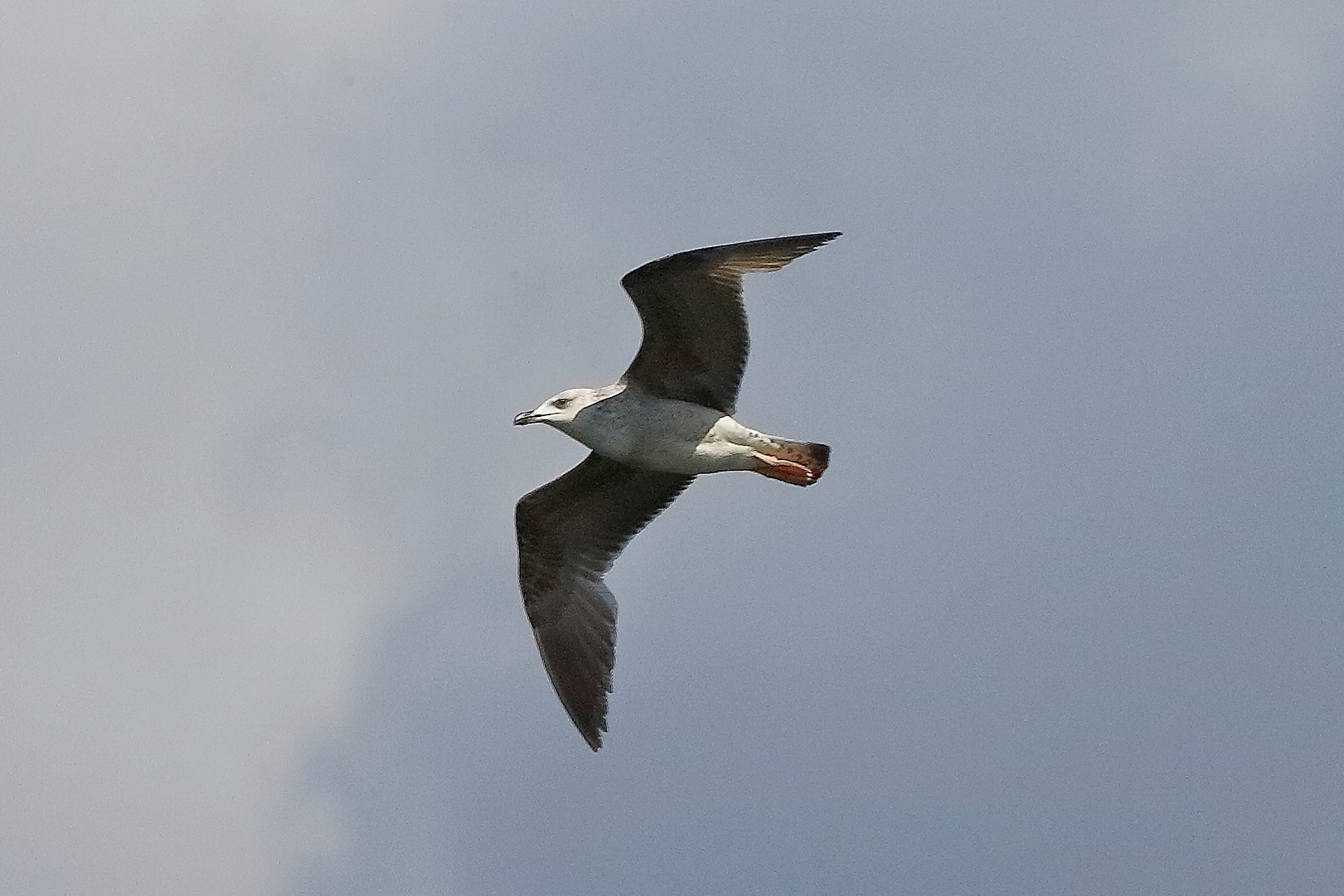 Gabbiano R 18 aprile 2023