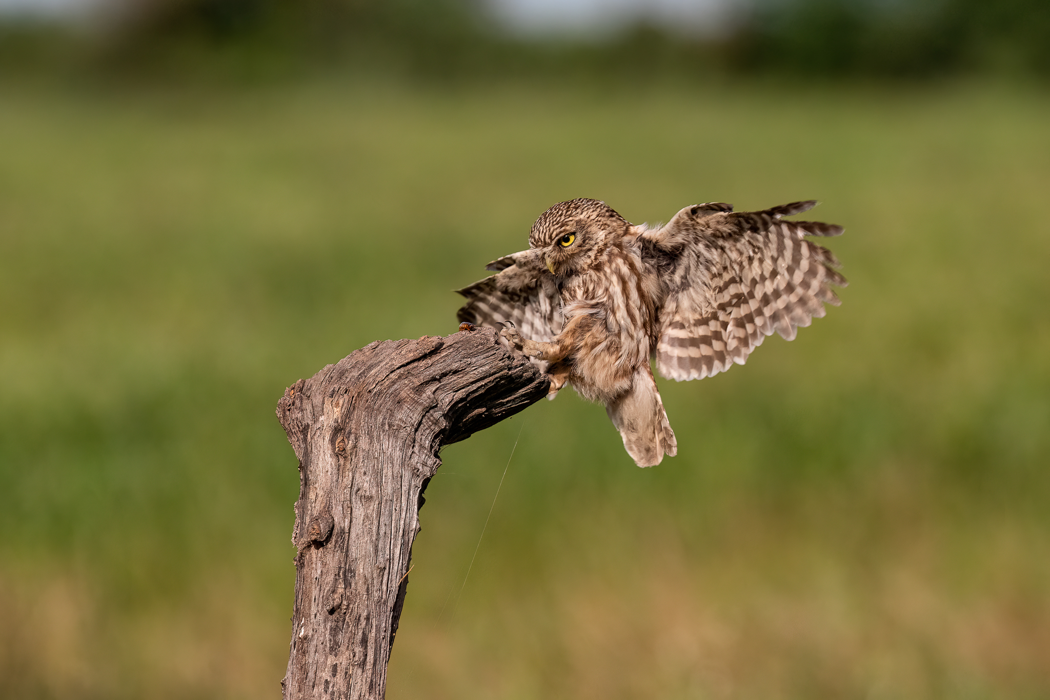 Landing