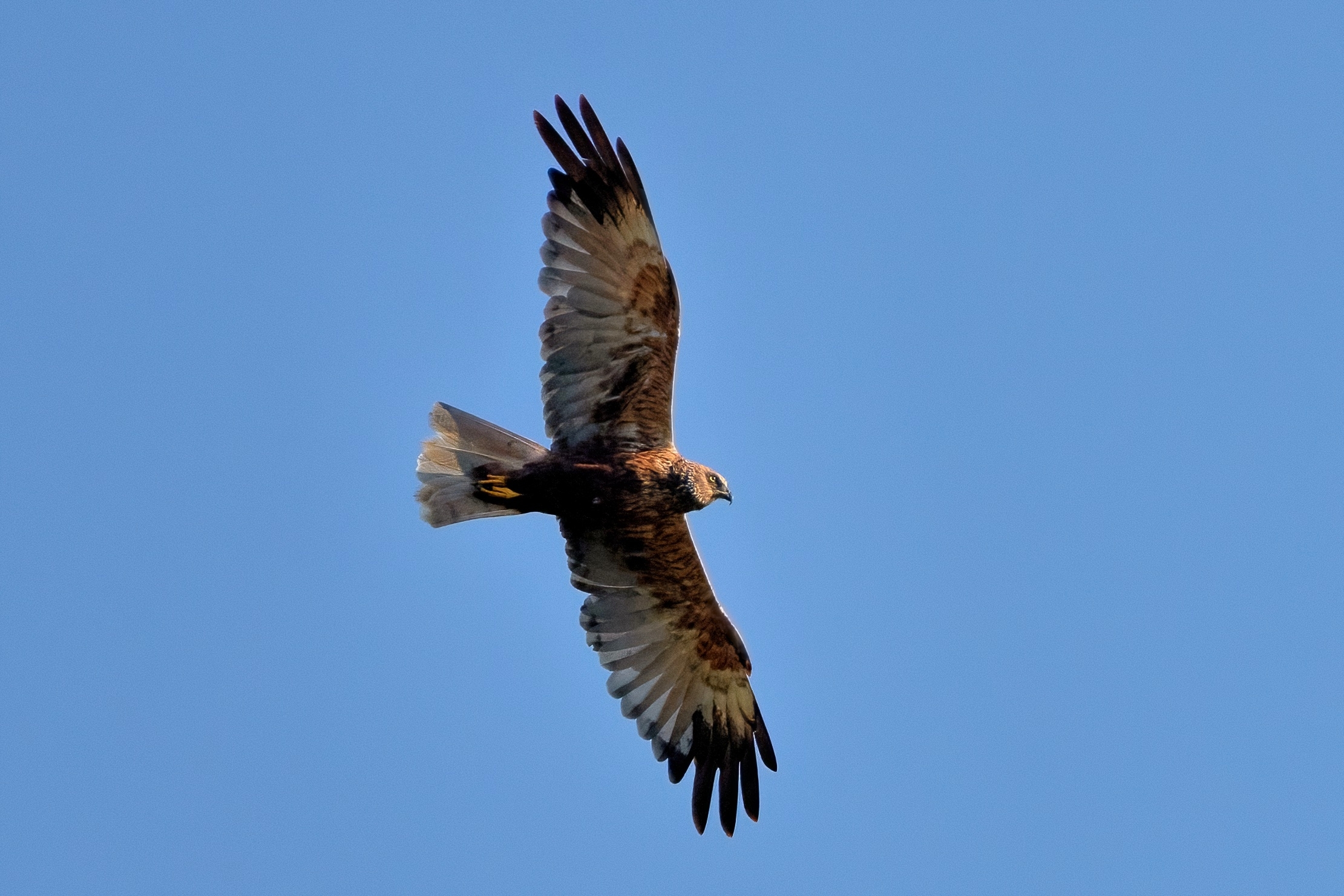 Marsh harrier (Circus aeruginosus)