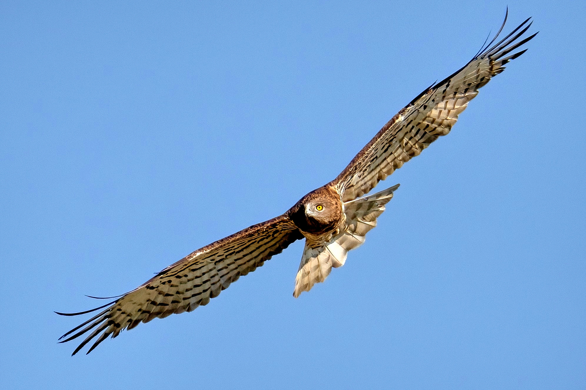 Biancone o Aquila dei serpenti (Circaetus gallicus)
