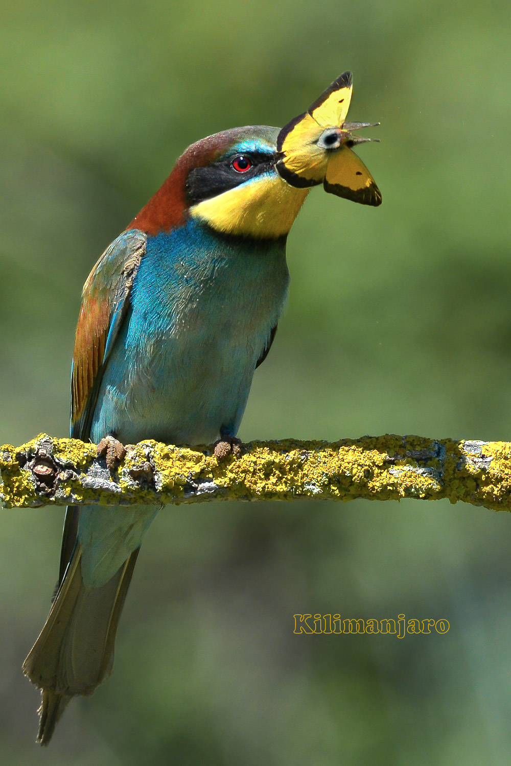 Gruccione con farfalla (Colias Crocea)