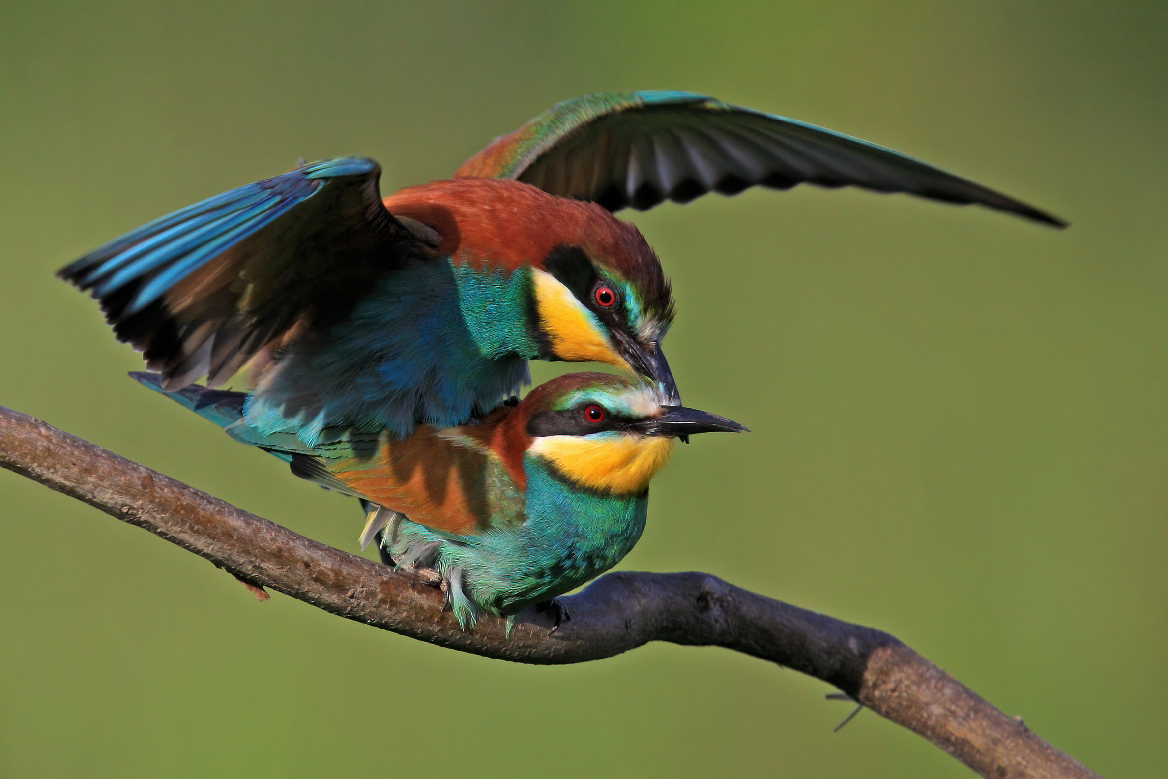 Merops apiaster