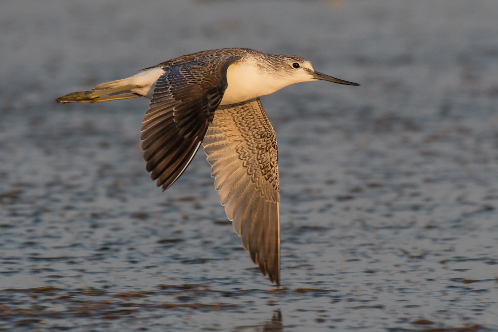 Greenshank