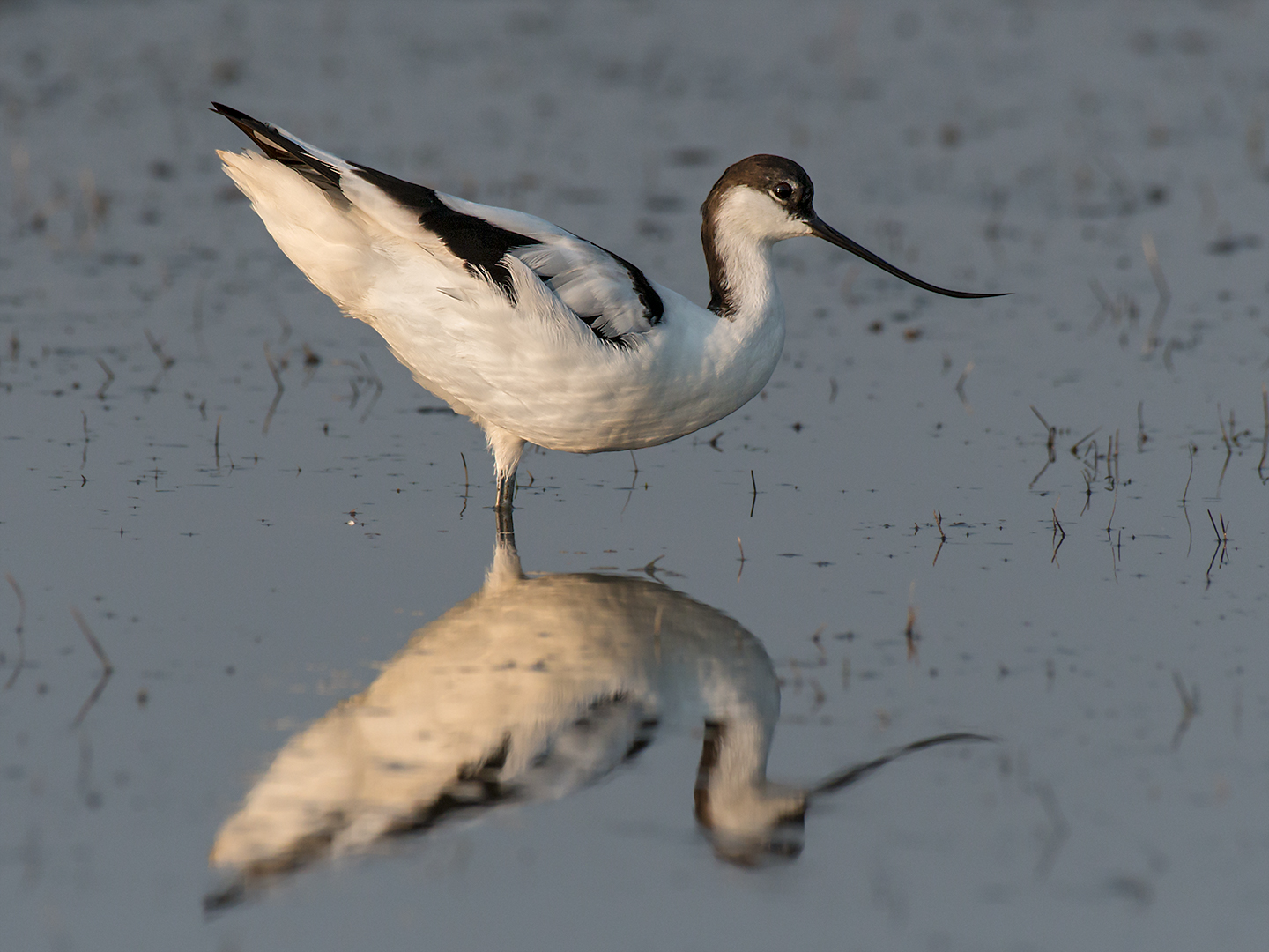 Avocet