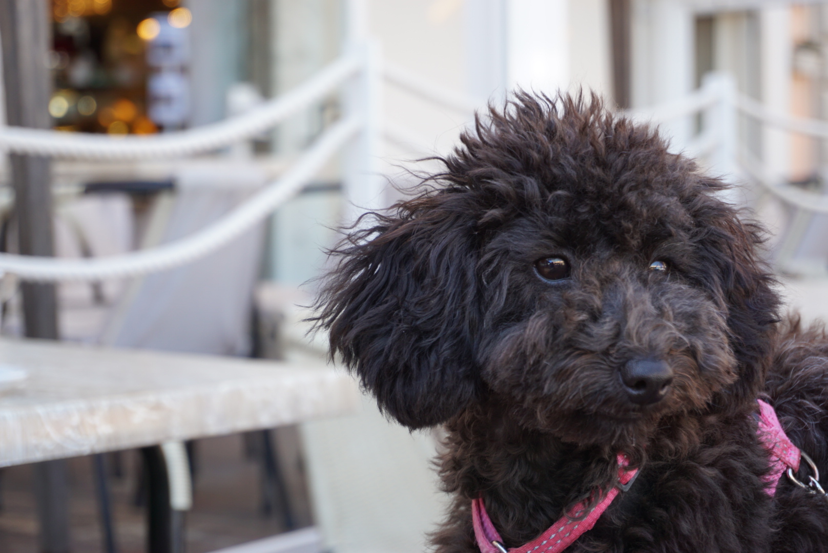 Poodle