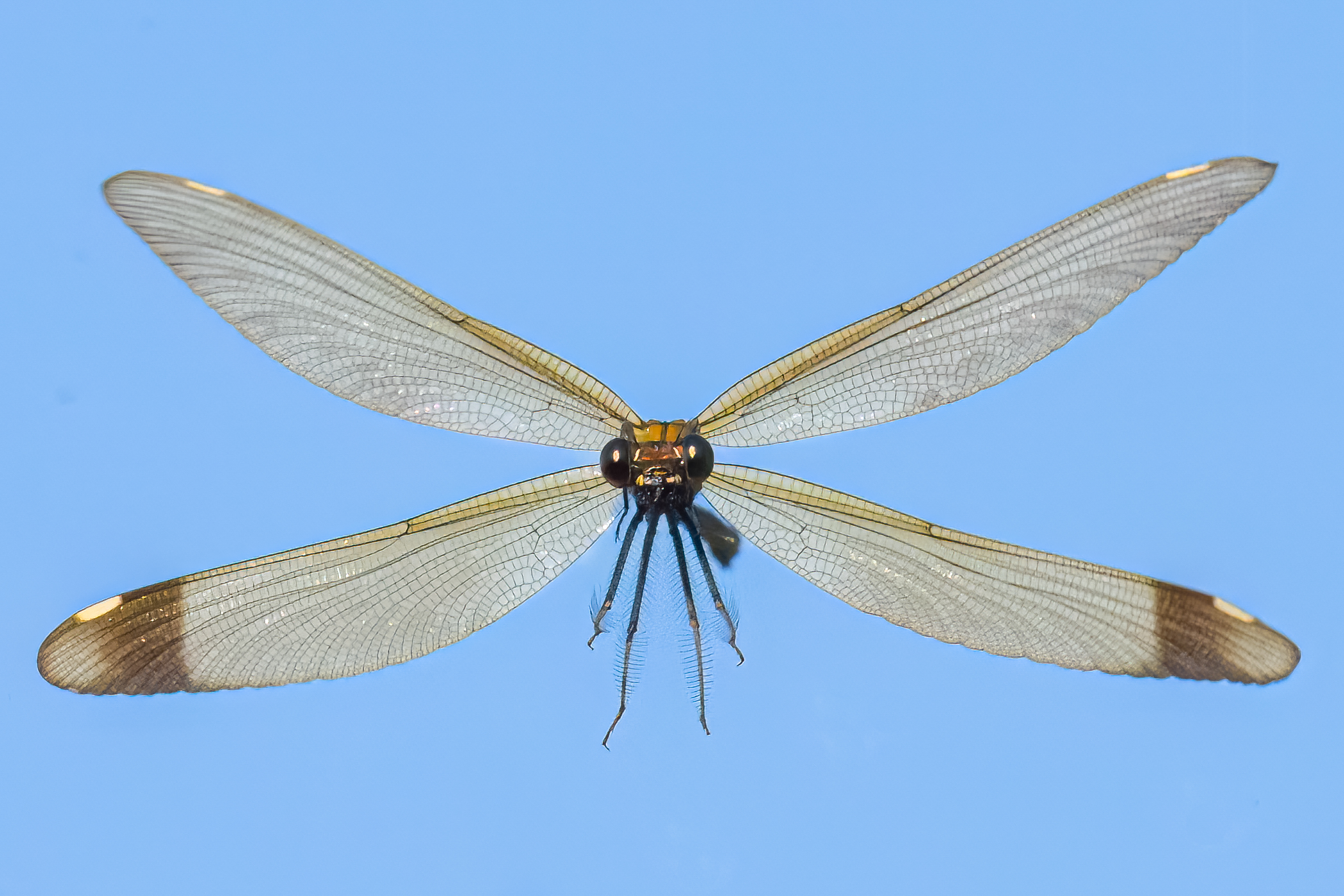 Shining female culviola (damsel)