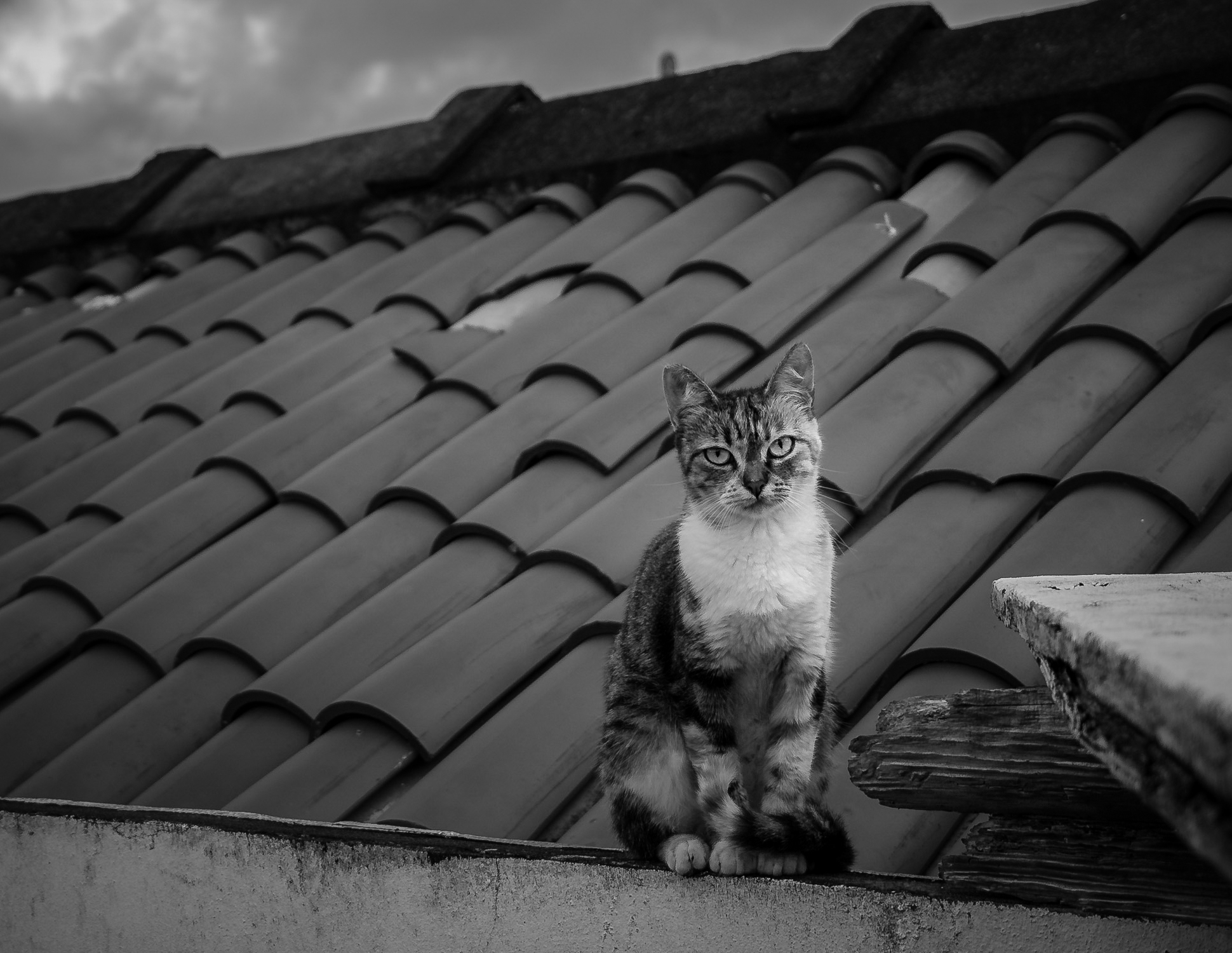 Feline distrust