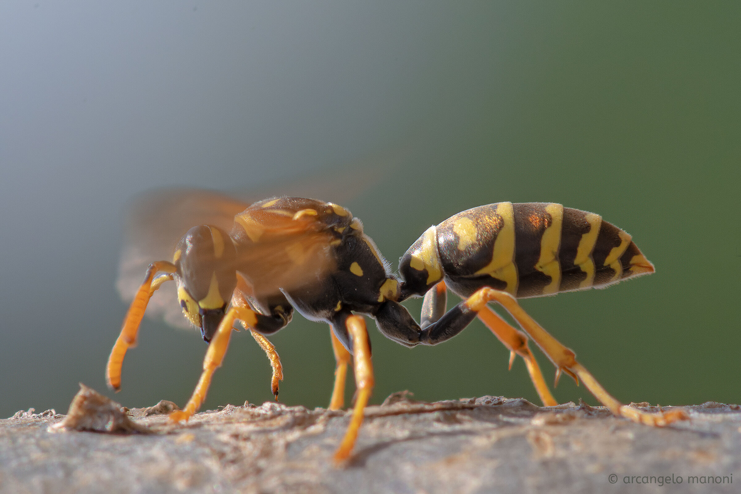 When you say ''wasp vine''