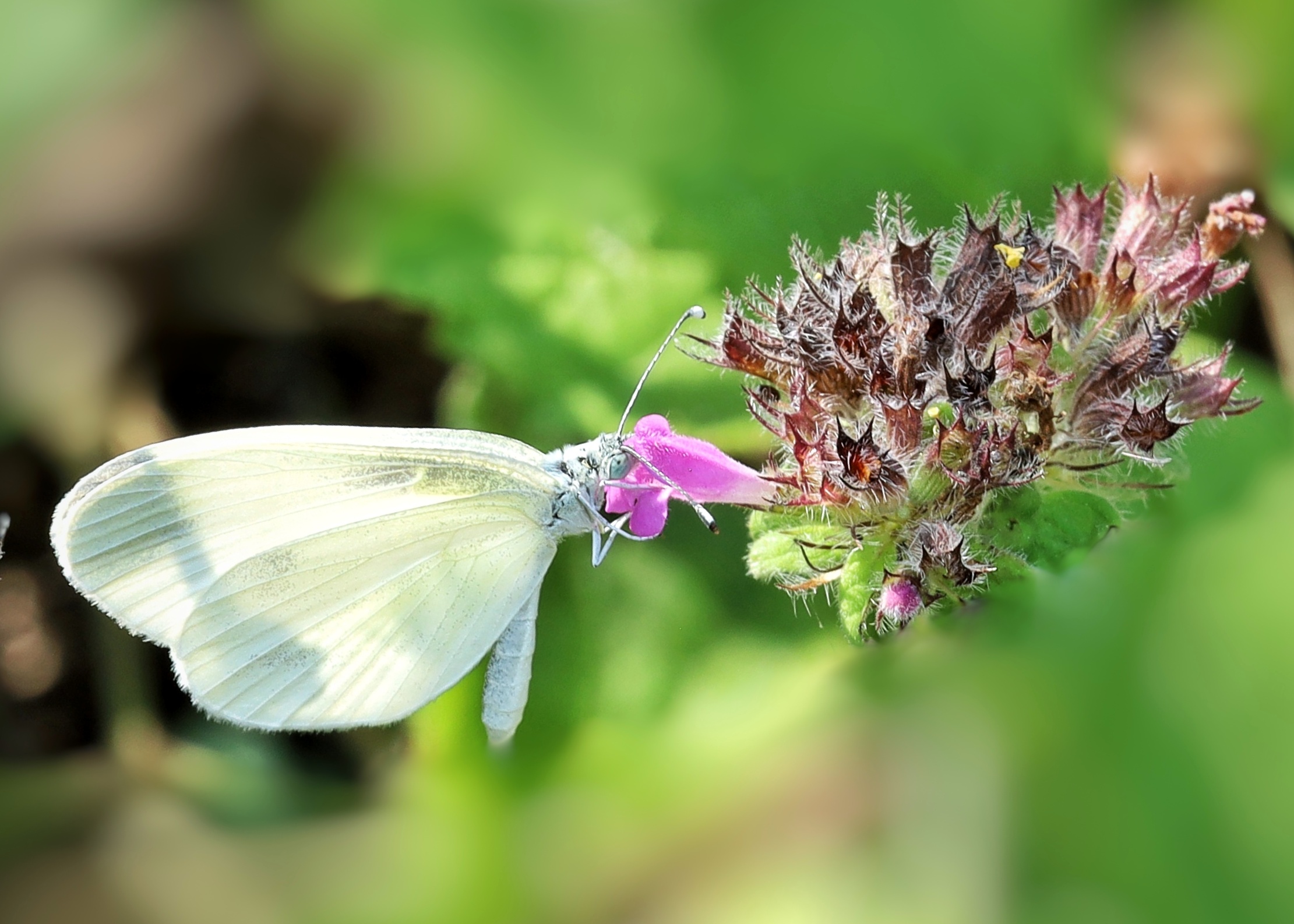 Leptidea sinapis &male;