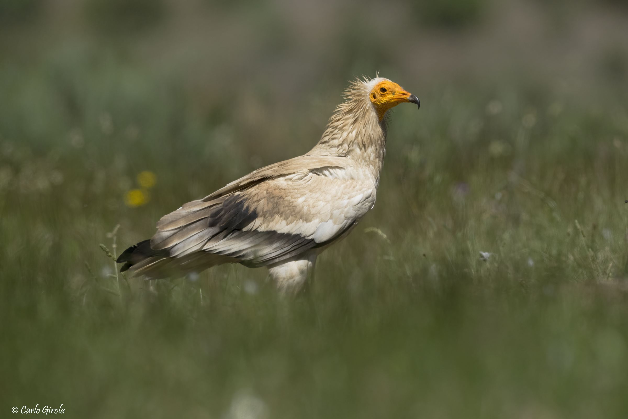 Egyptian vulture (Neophron percnopterus)