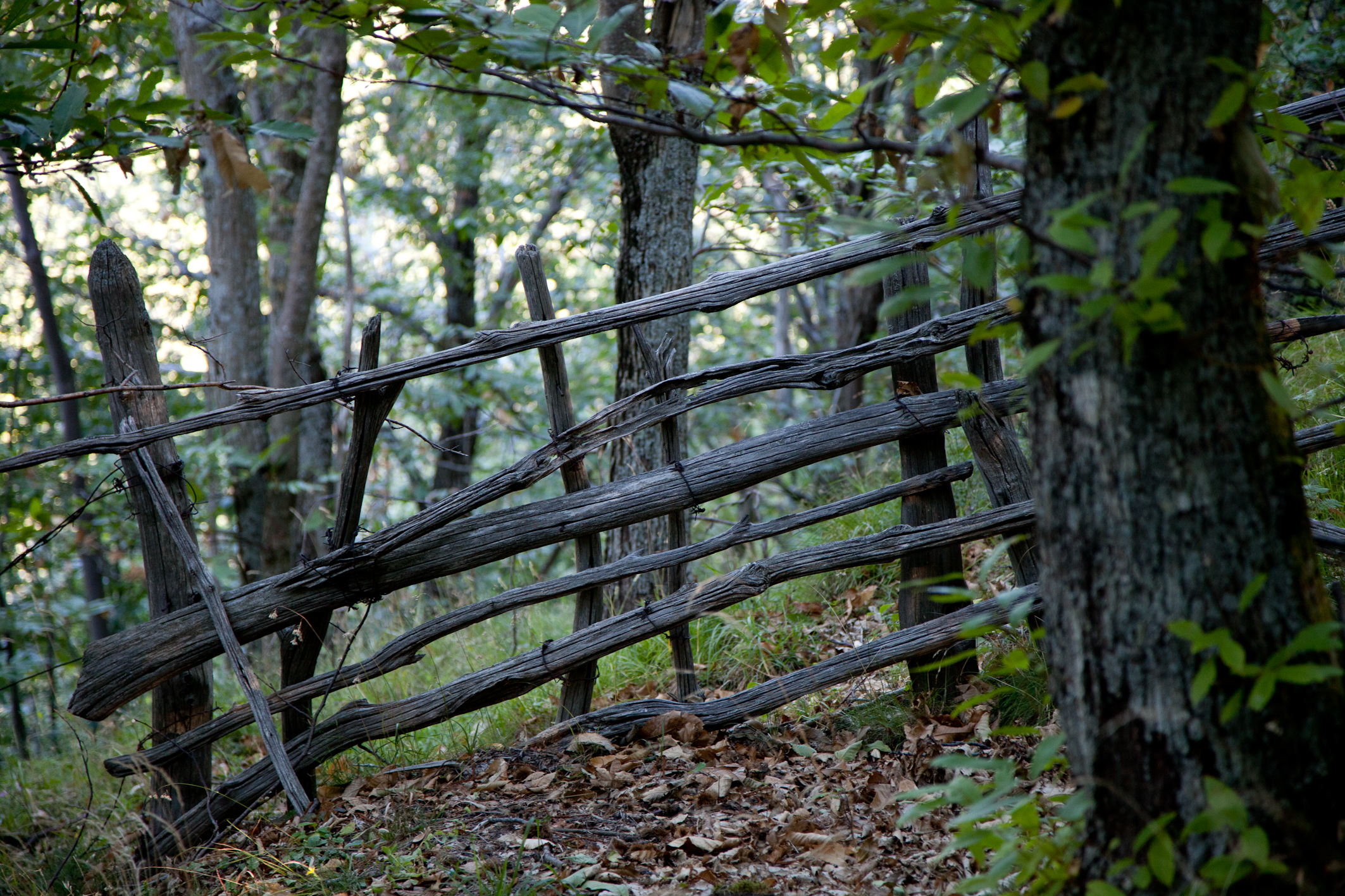 il mio bosco segreto