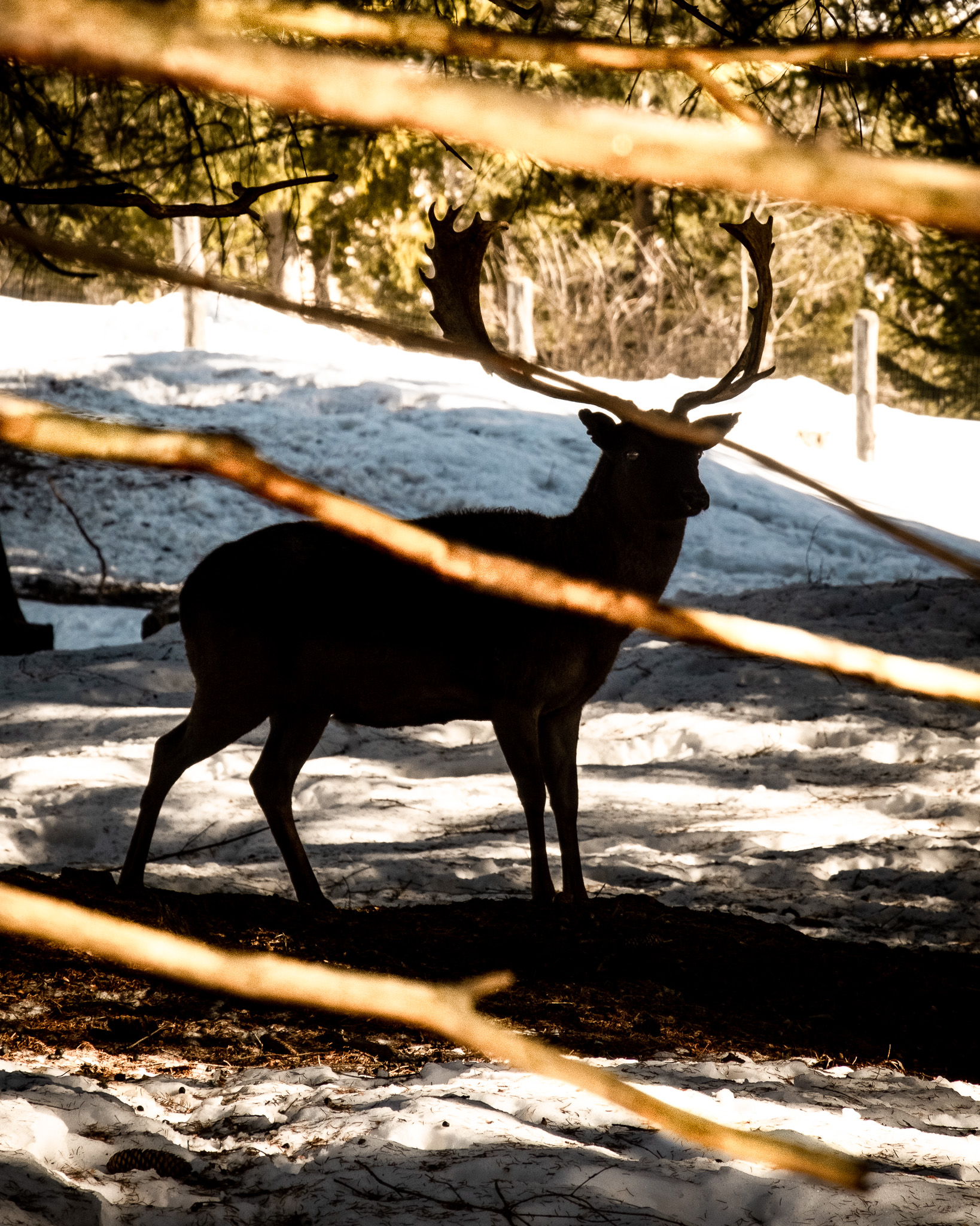 The deer