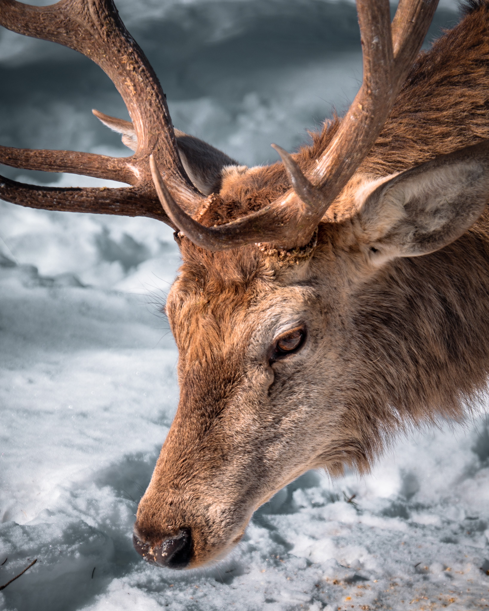 The deer