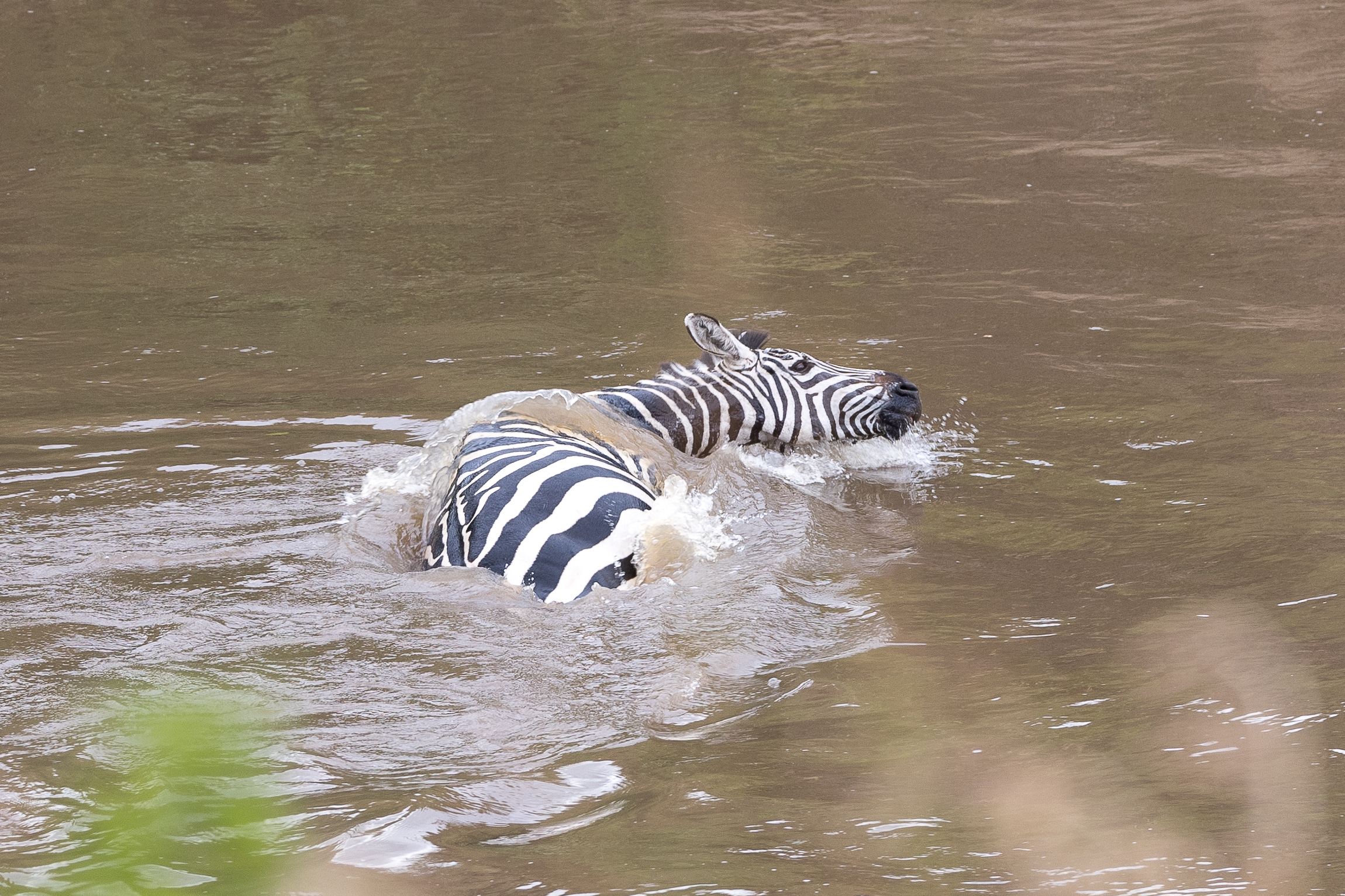 Vita e morte al Masai Mara, ore 16:04 e 33 secondi
