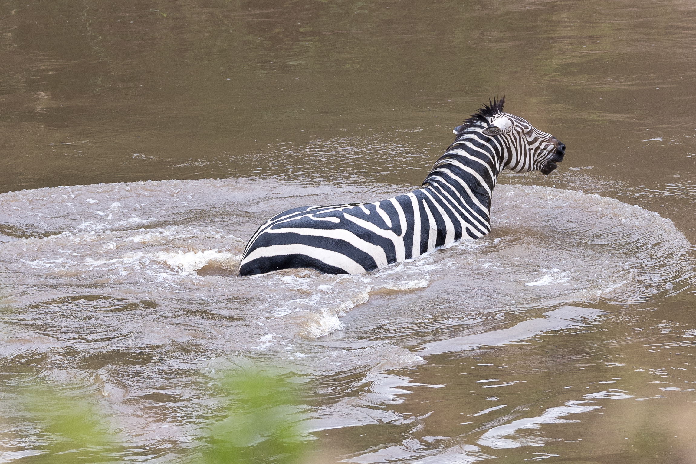 Vita e morte al Masai Mara, ore 16:04 e 45 secondi