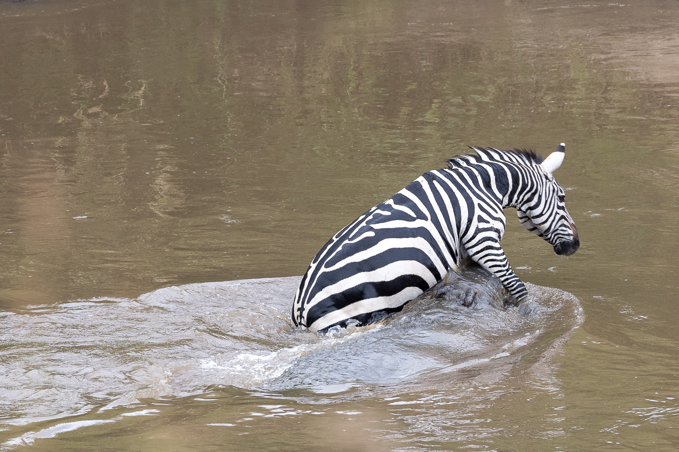 Vita e morte al Masai Mara, ore 16:04 e 53 secondi