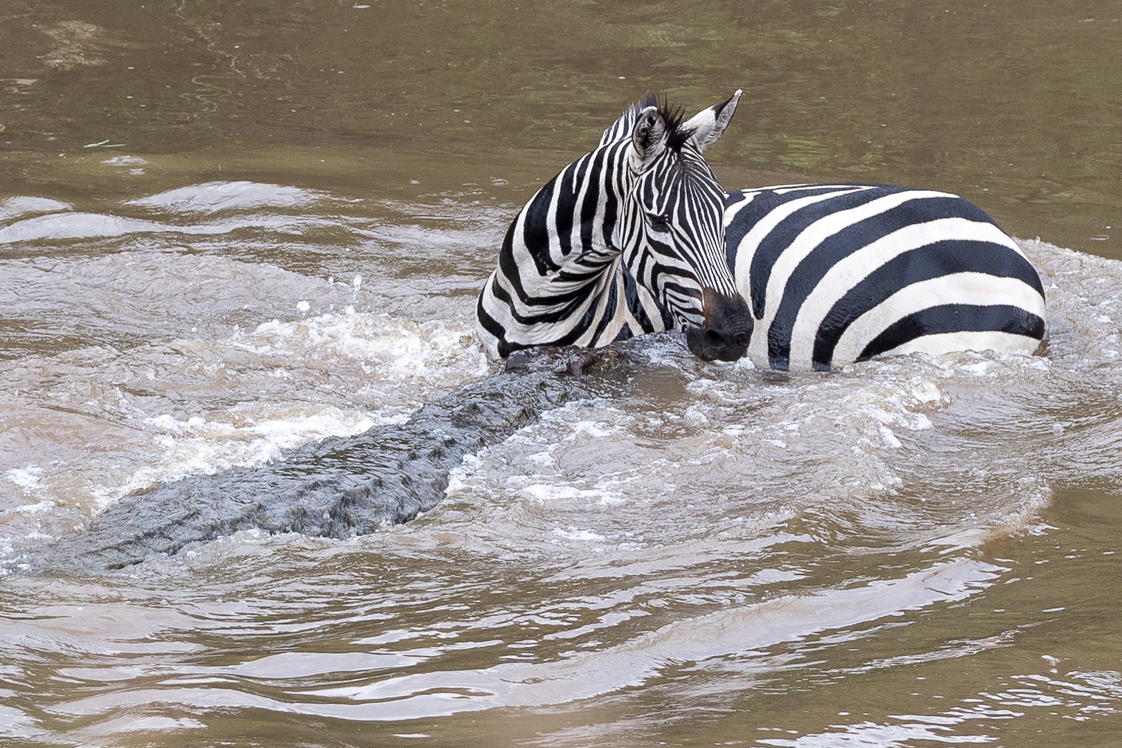 Vita e morte al Masai Mara, ore 16:06 e 37 secondi