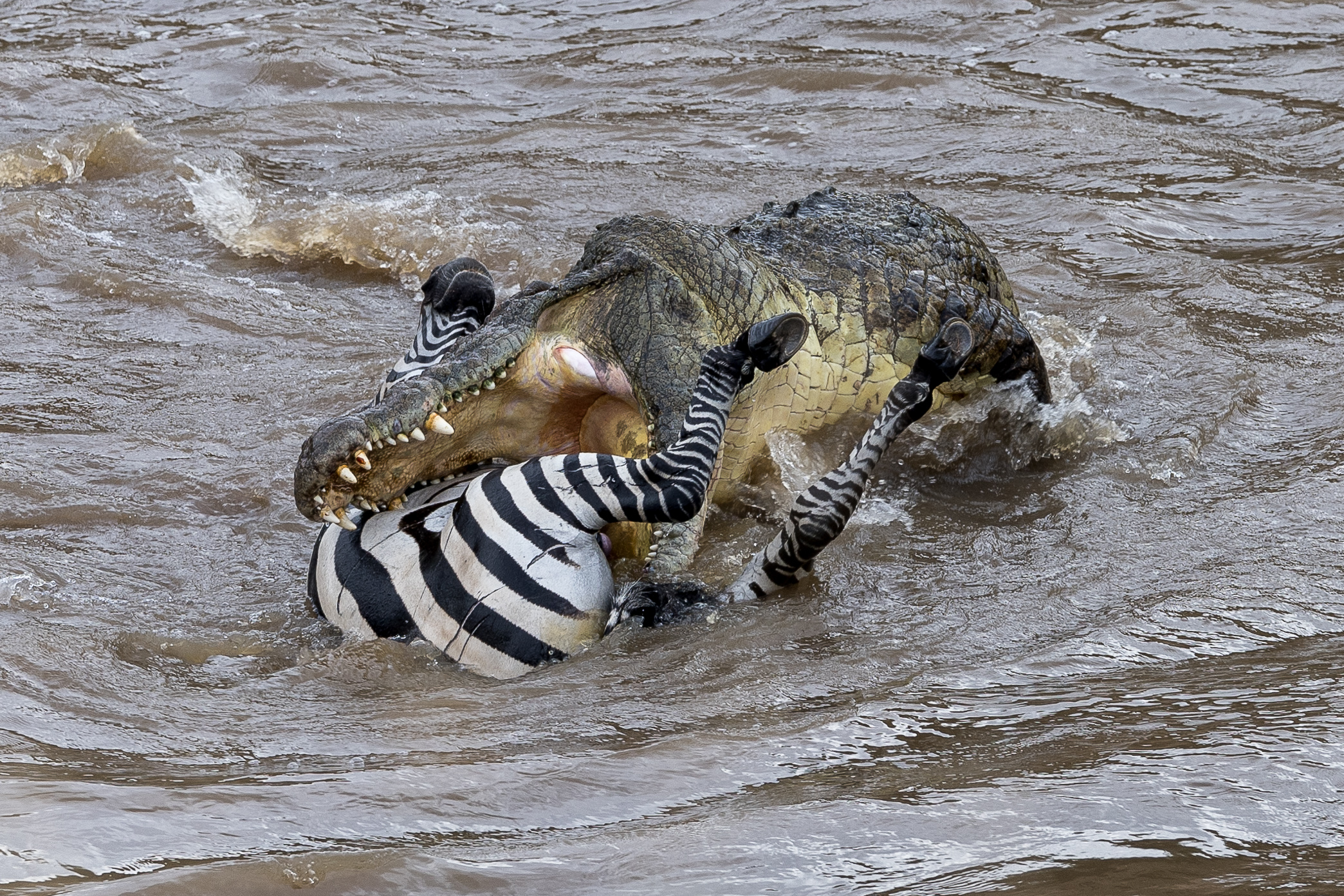 Vita e morte al Masai Mara, ore 16:11 e 12 secondi