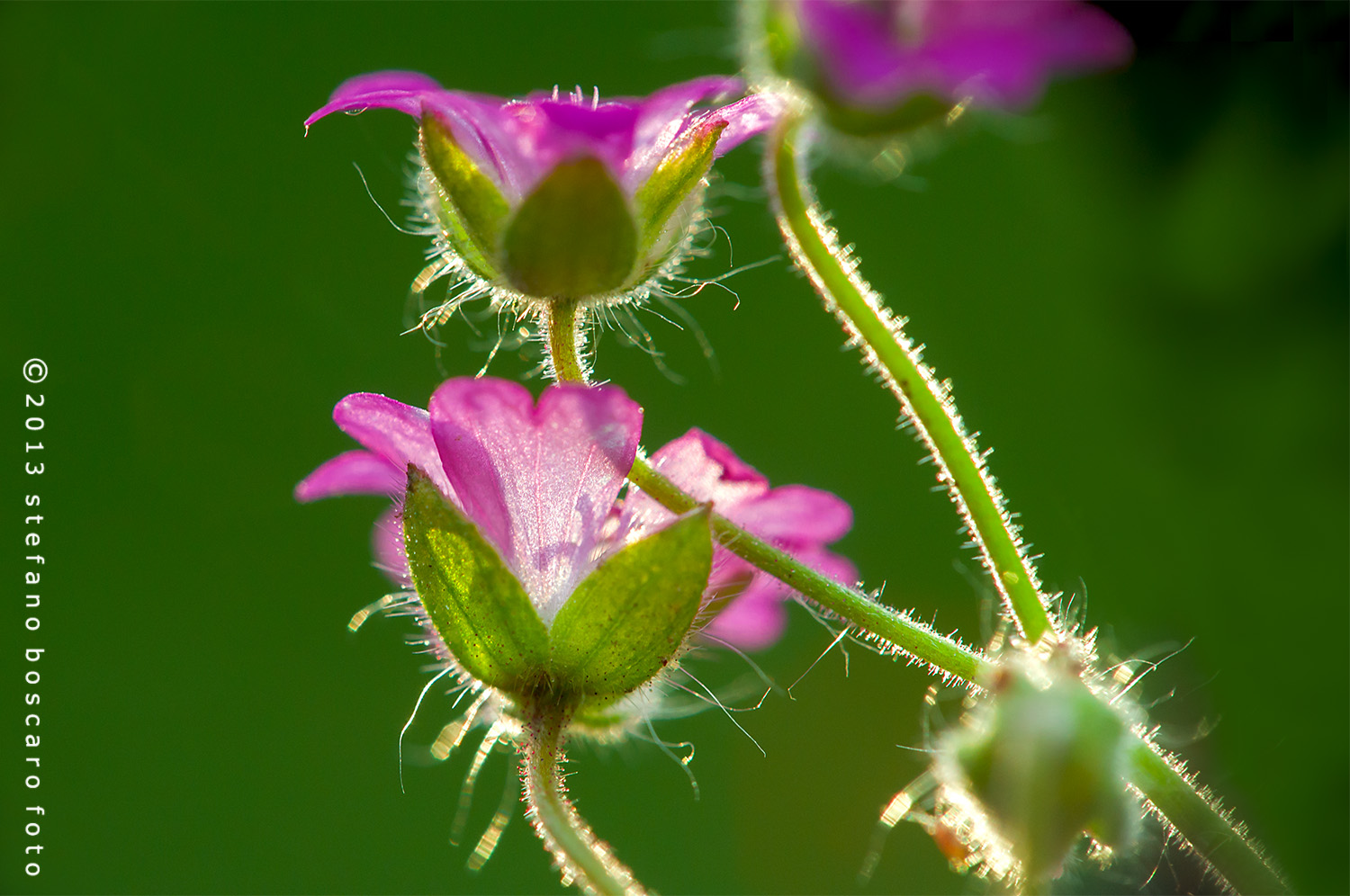 flowers in backlight