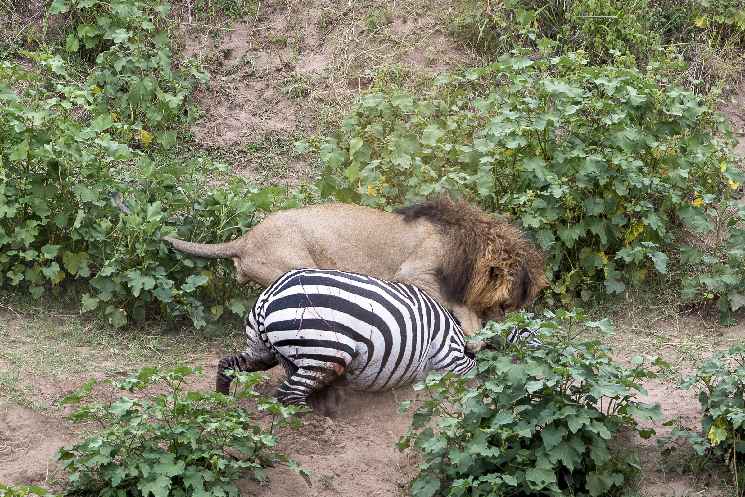 Vita e morte al Masai Mara, ore 16:15 e 28 secondi