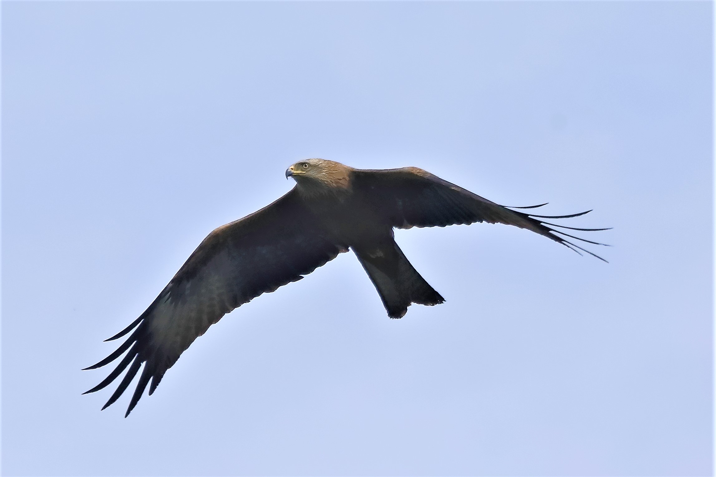 Nibbio bruno 06-04-2023