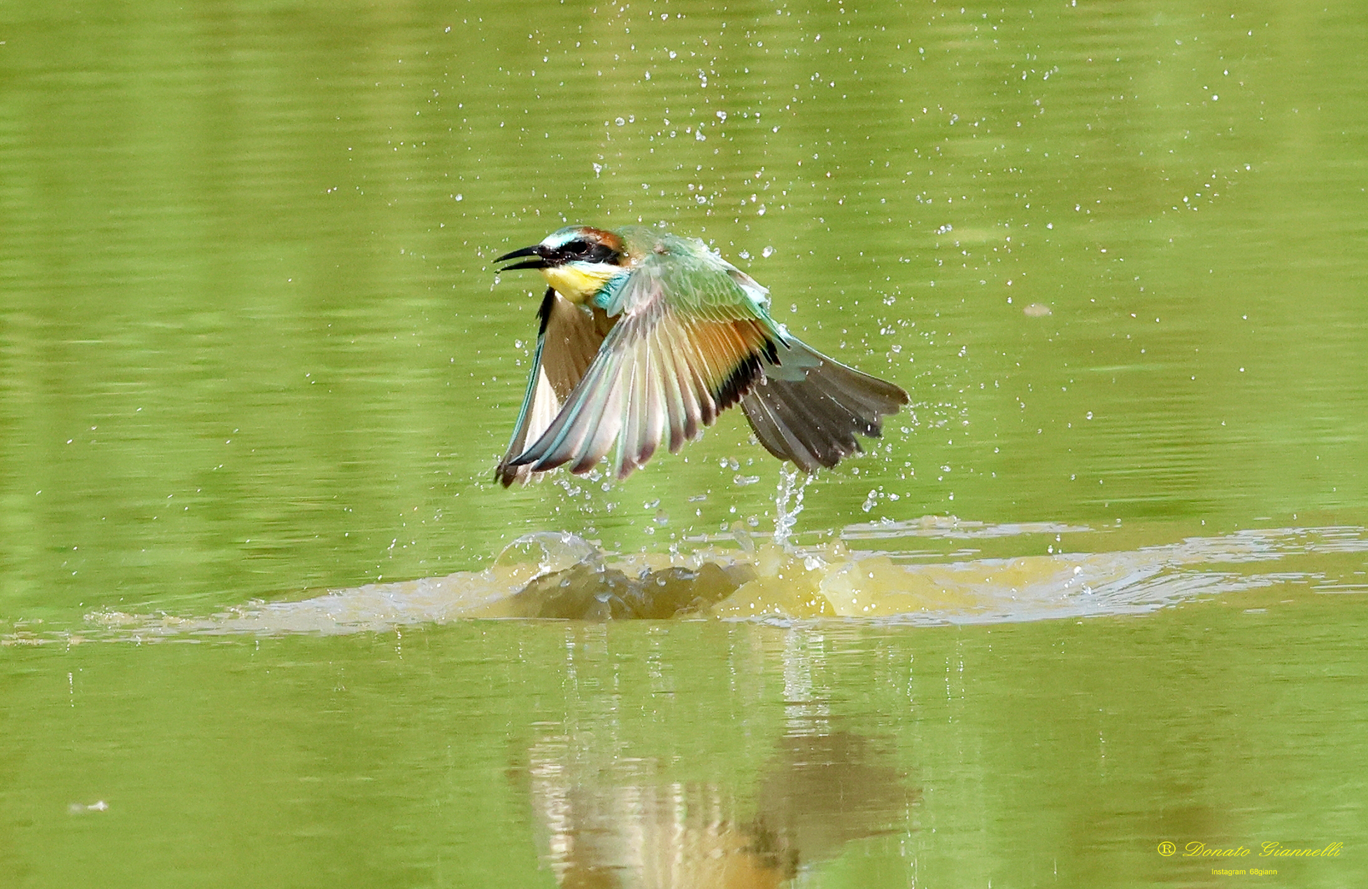 Bee-eater