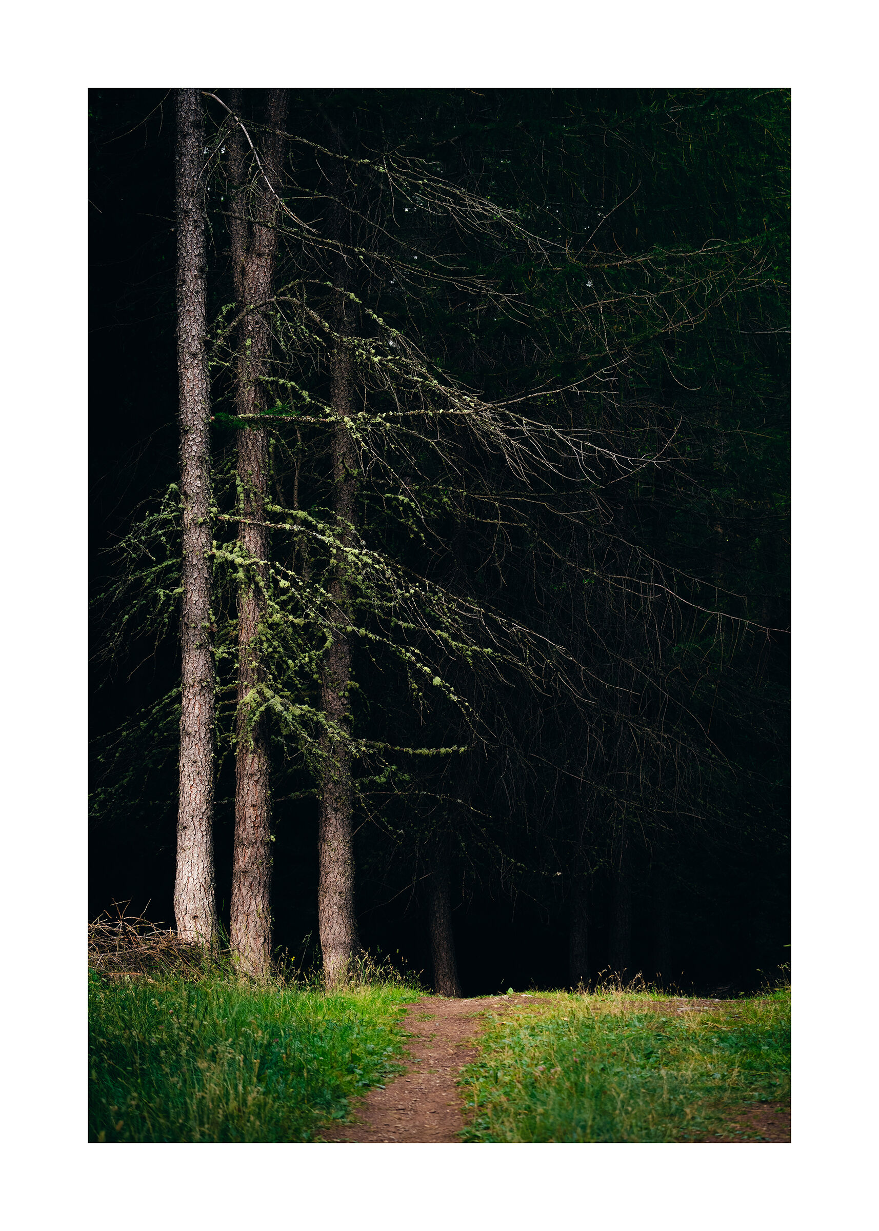 Entrance into the woods