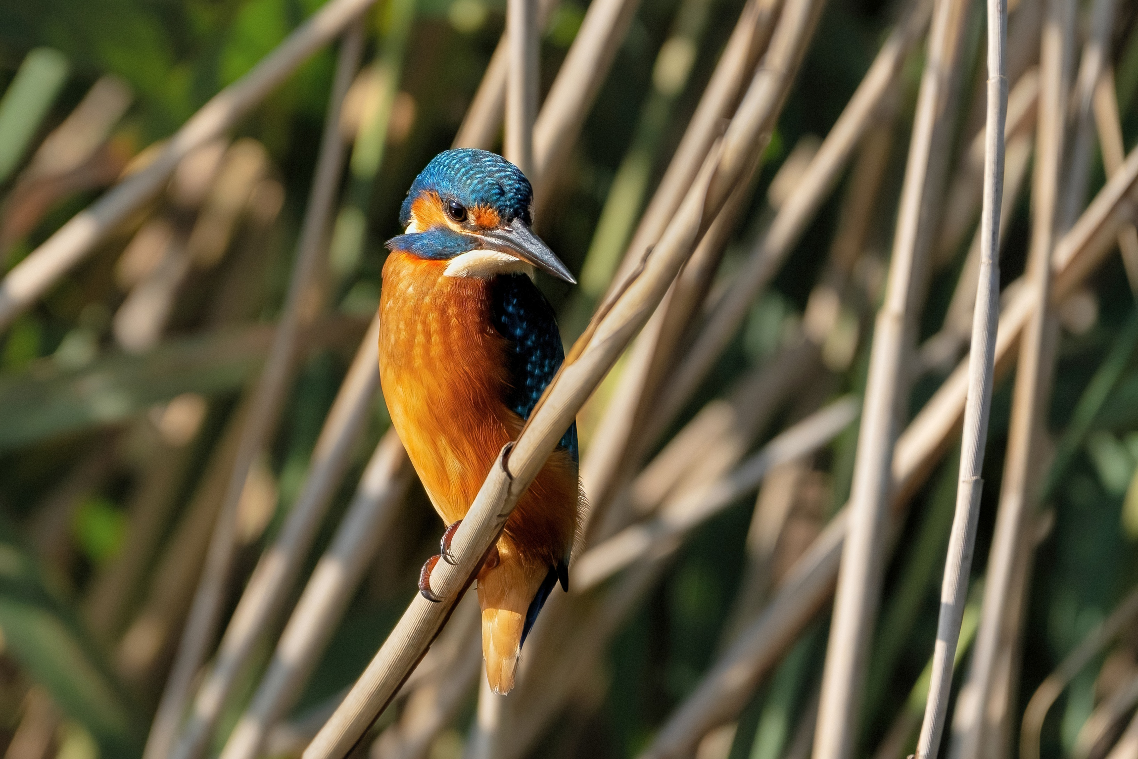 Kingfisher